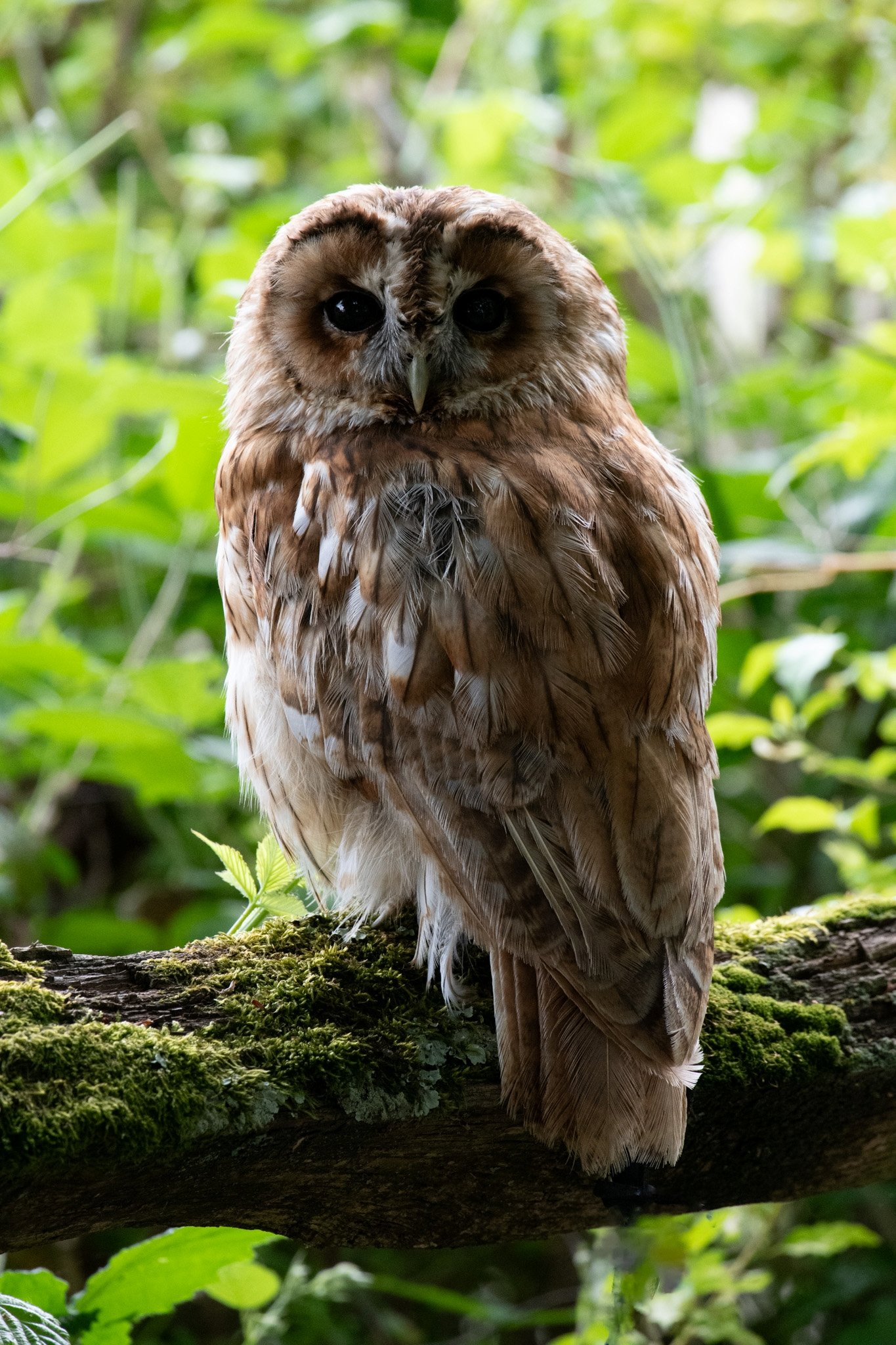 A close-up of an owl perched on a moss-covered tree branch in a green forest.