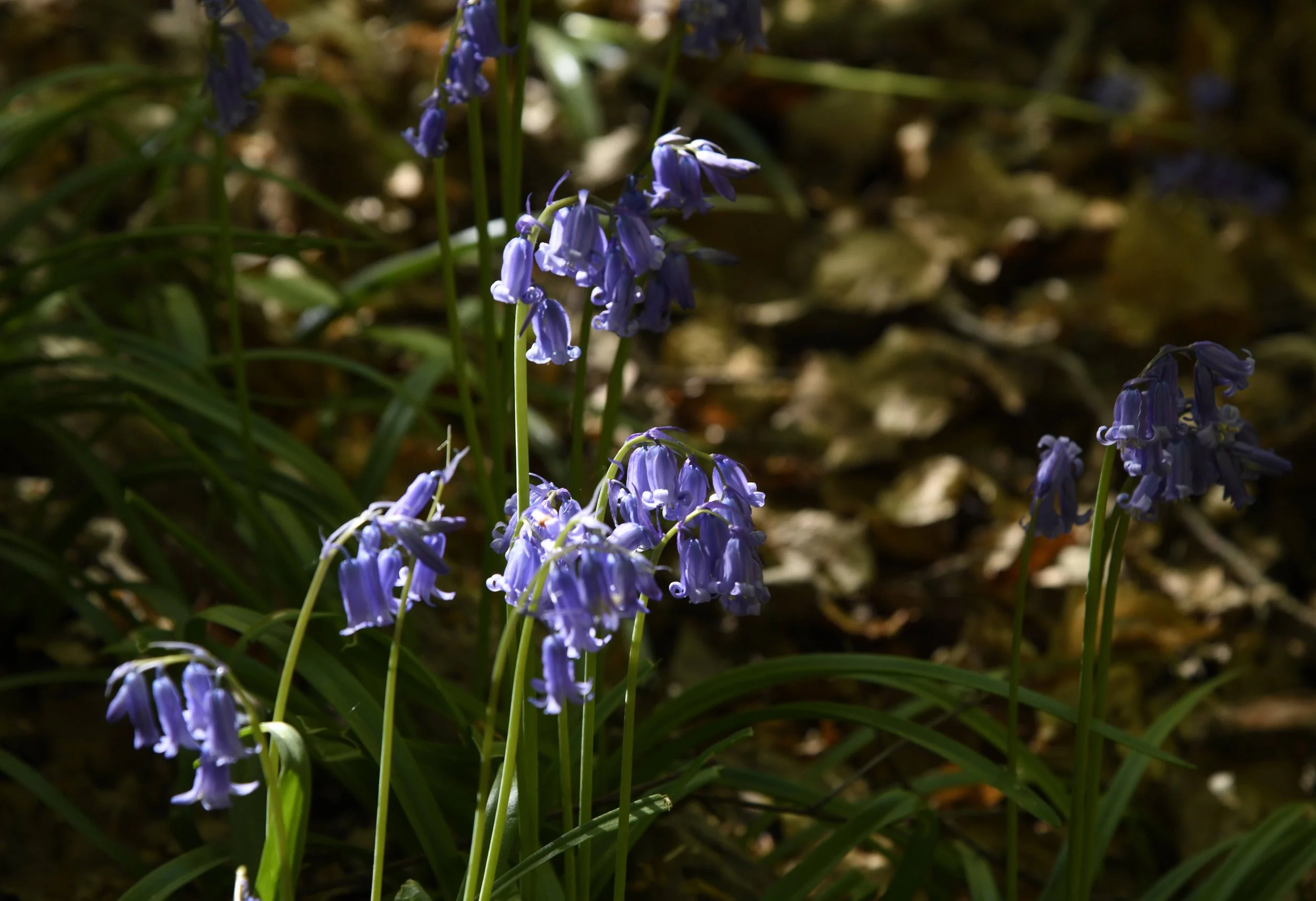 Close-up of bluebell flowers blooming amidst green foliage and forest floor.