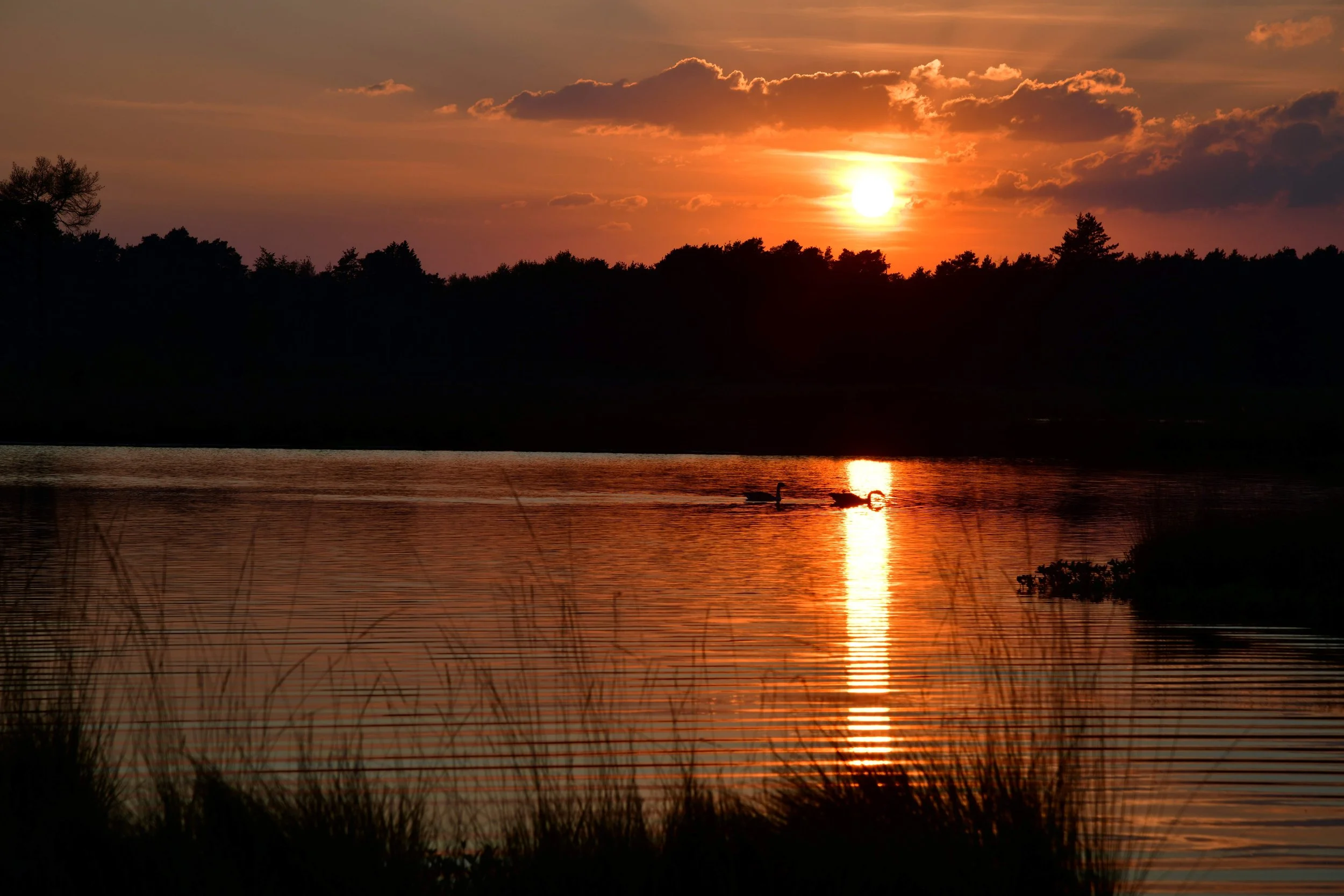 Sunset over a body of water with silhouettes of trees and ducks swimming on the water.