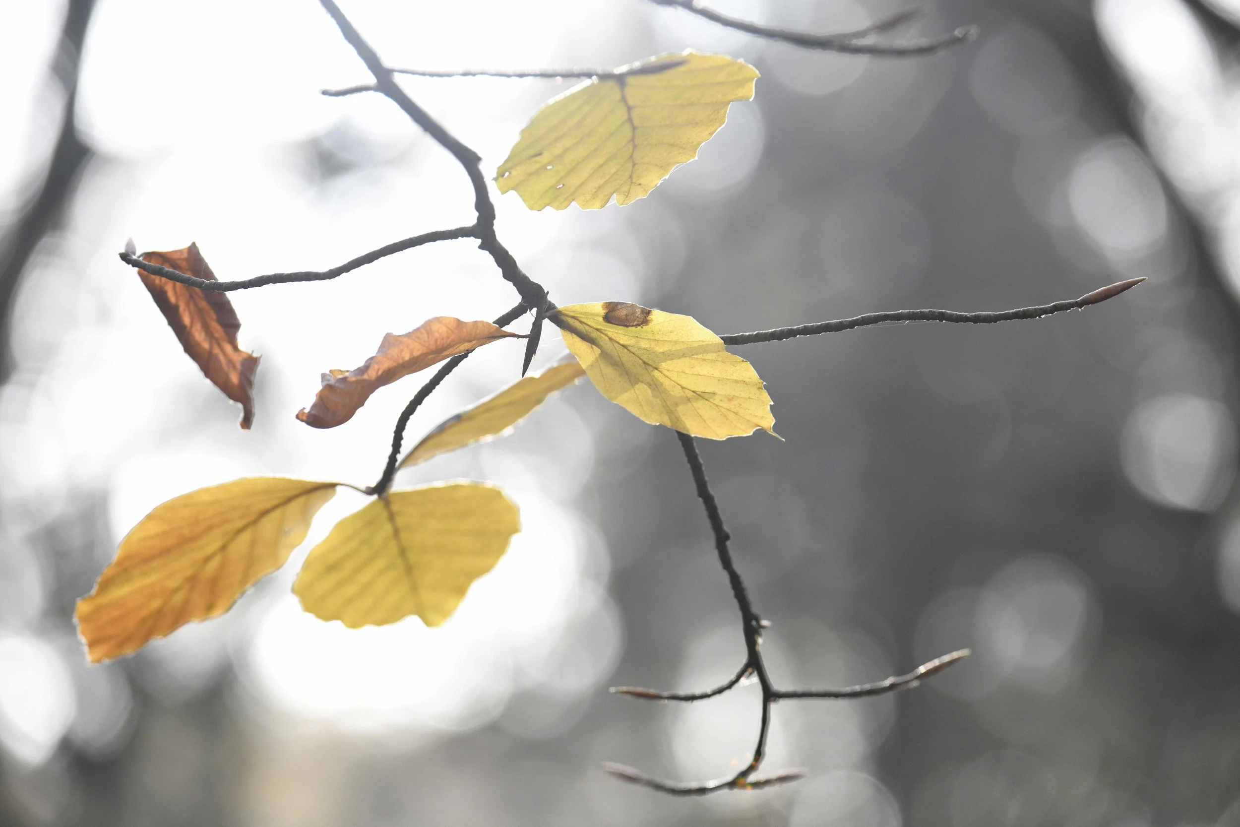 Yellow and brown leaves on a thin dark branch against a blurred background of light and dark tones.