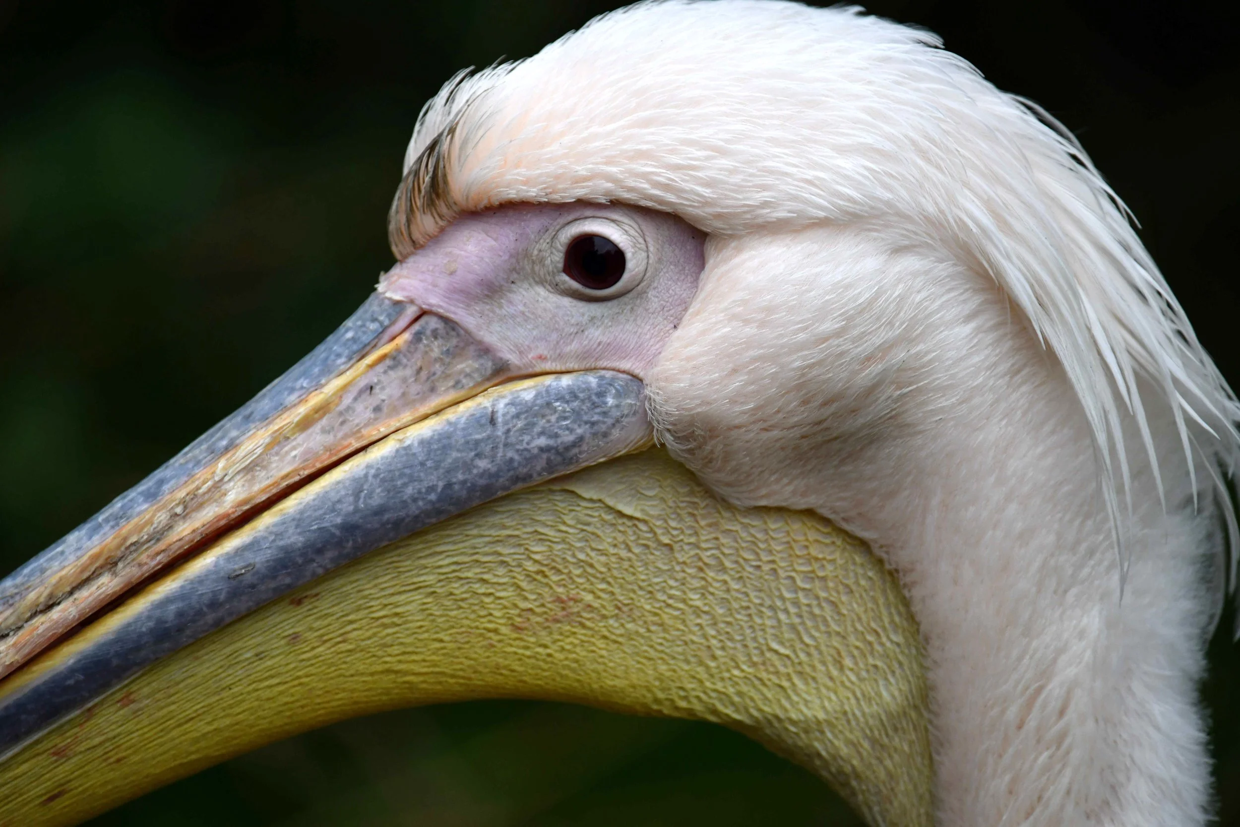 Close-up of a pelican's head, showing its large beak and eye with white feathers.