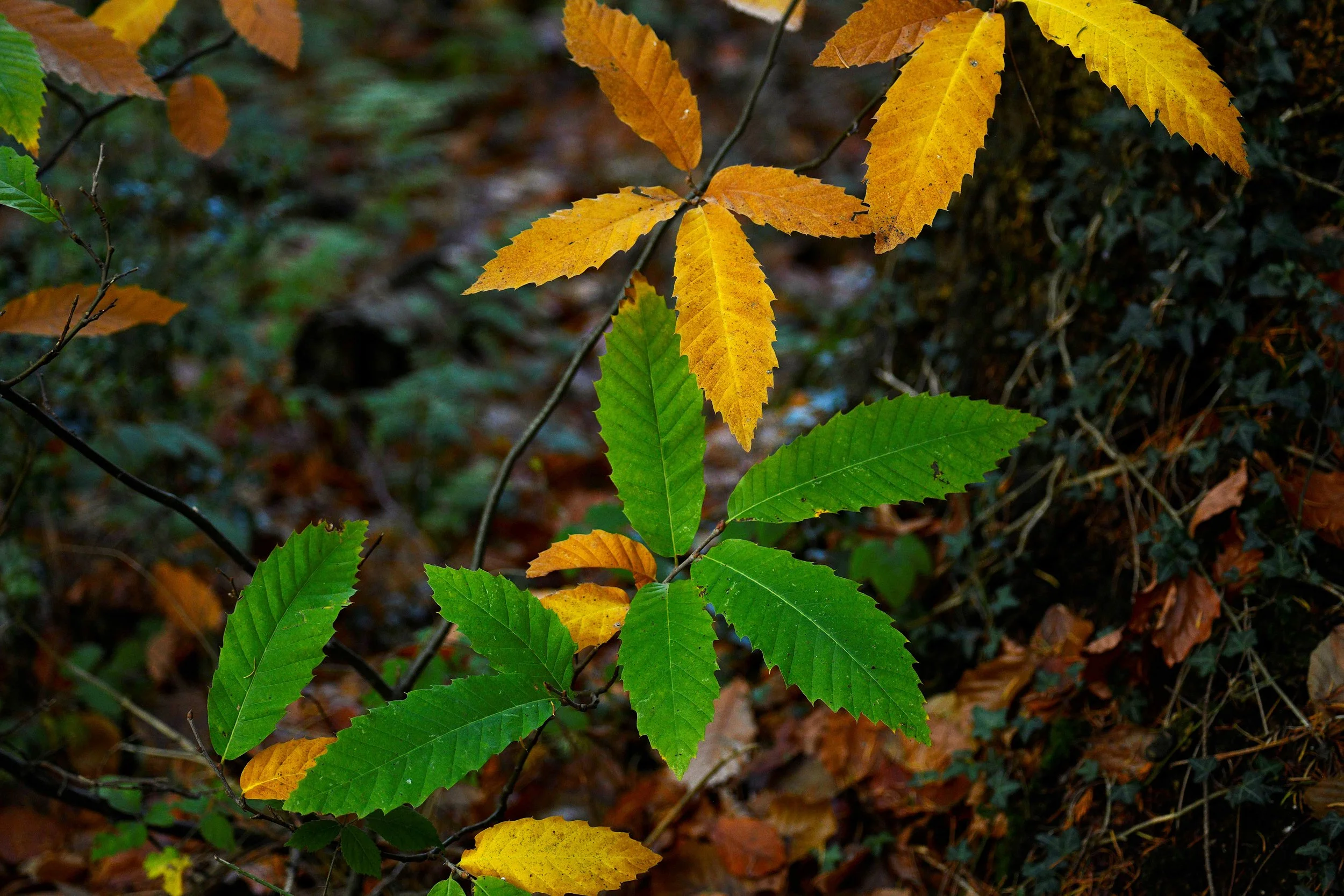 Close-up of green and yellow fall leaves on a tree branch.