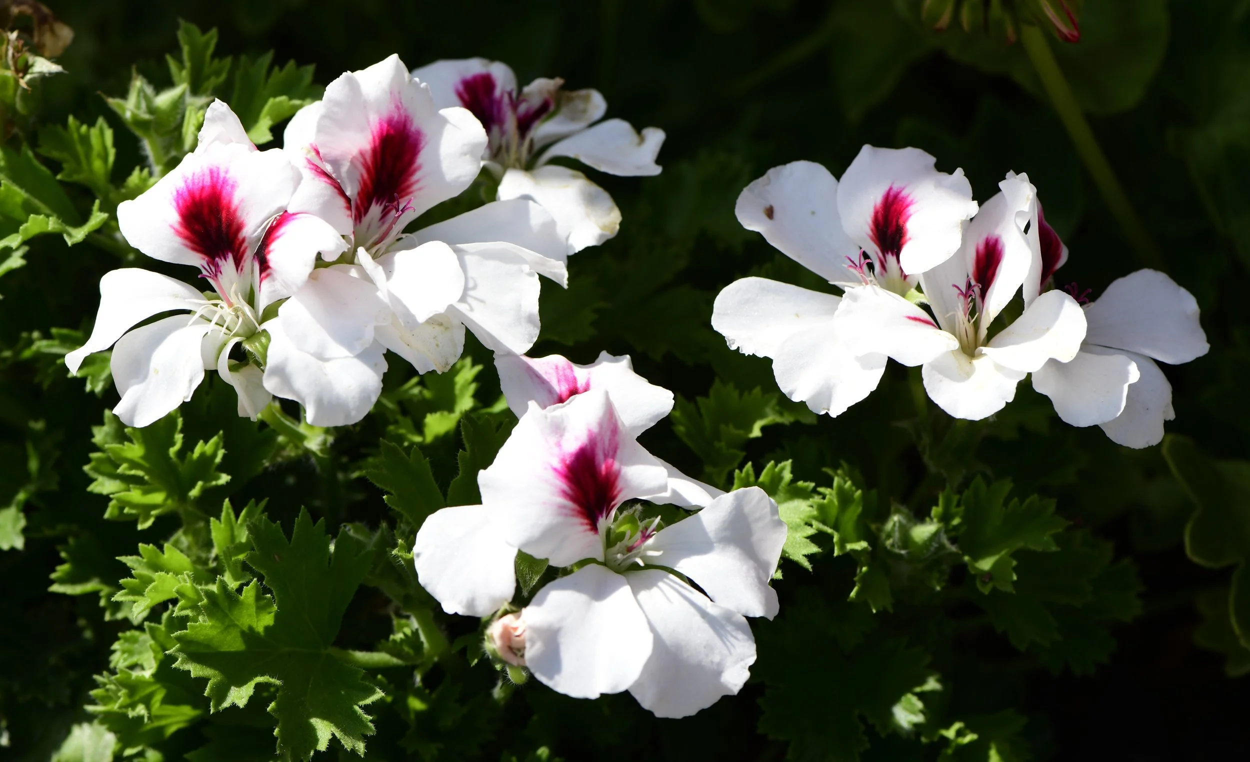 Close-up of white flowers with red and purple markings and green leaves in the background.