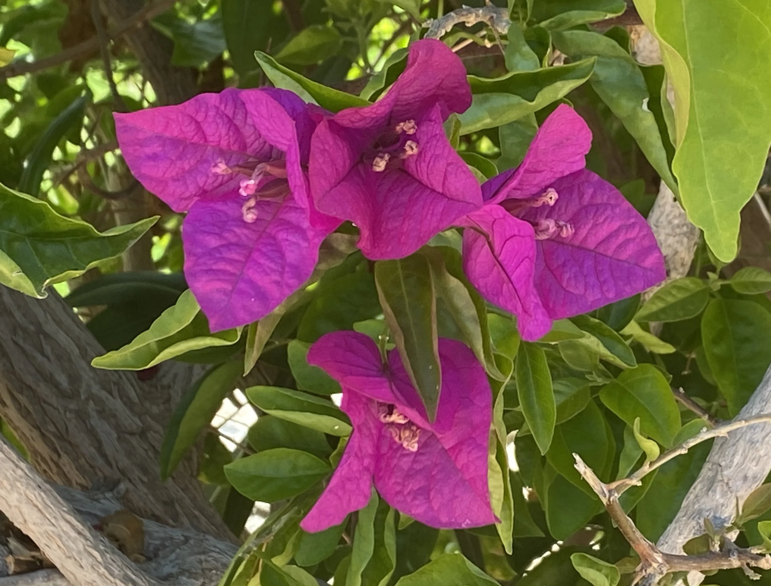 Pink bougainvillea flowers and green leaves growing along a tree trunk.