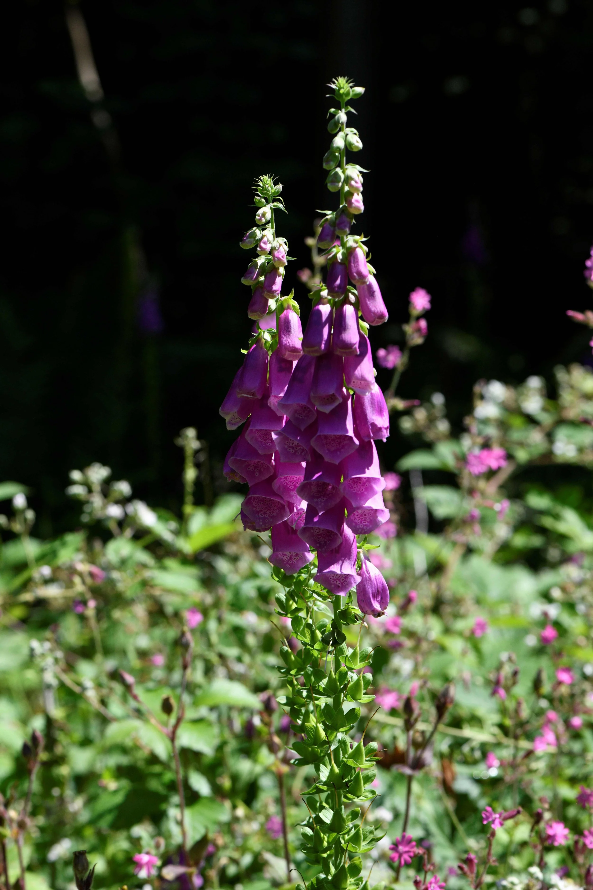 _DSC47749999.JPG
