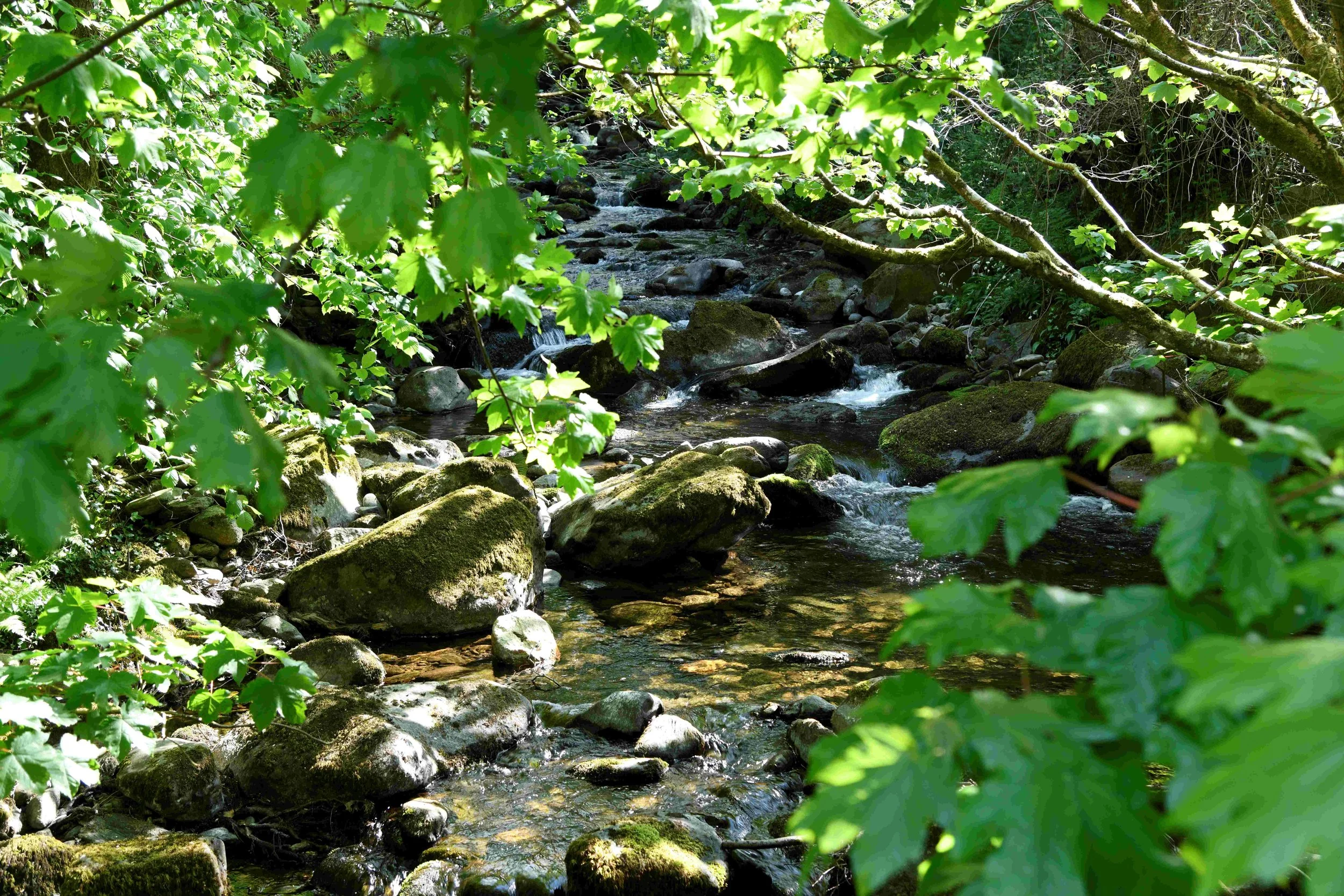 A small stream flowing through a green forest with sunlight shining on the leaves and rocks.