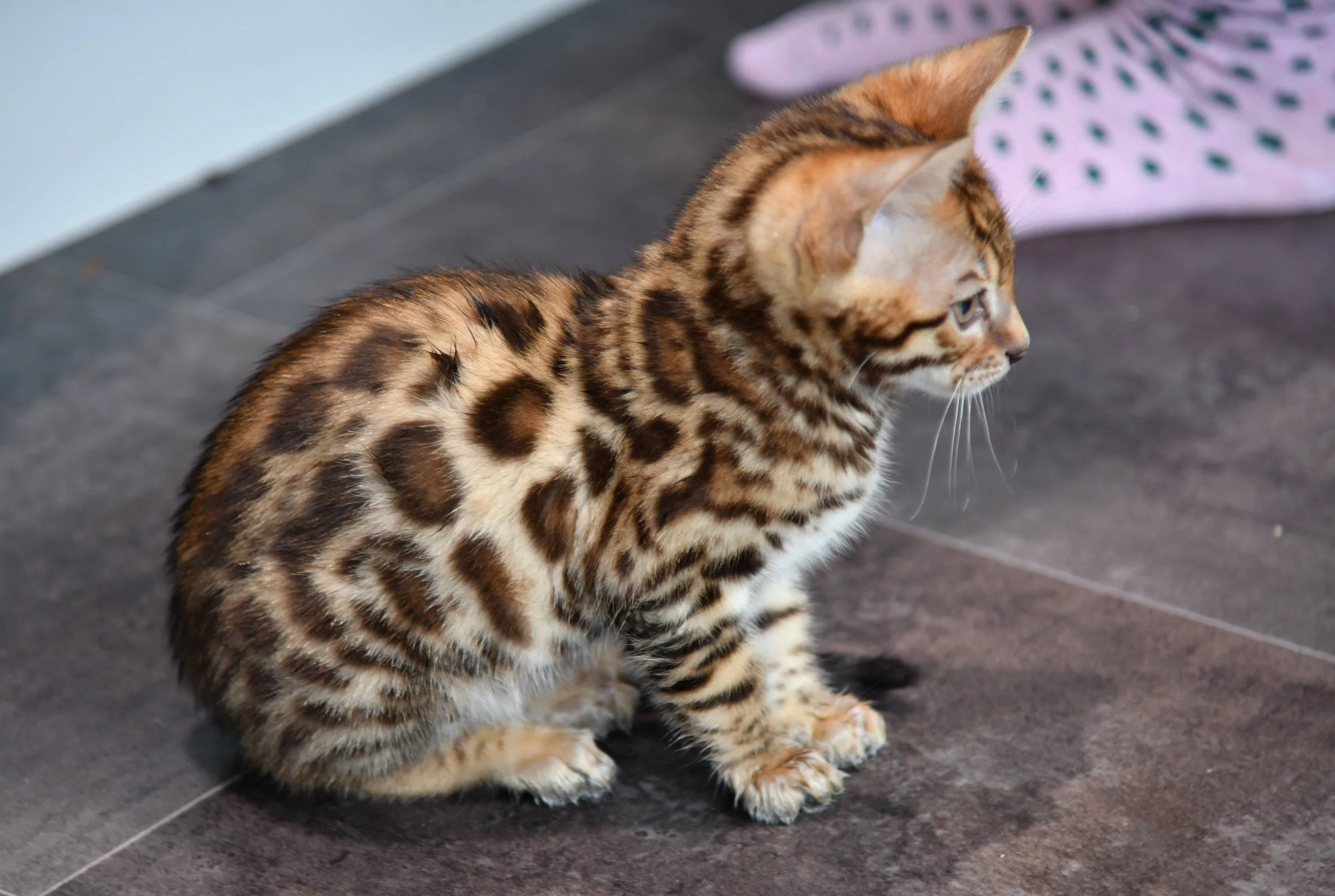 A kitten with a spotted and striped coat sitting on a black tiled floor, looking to the right.