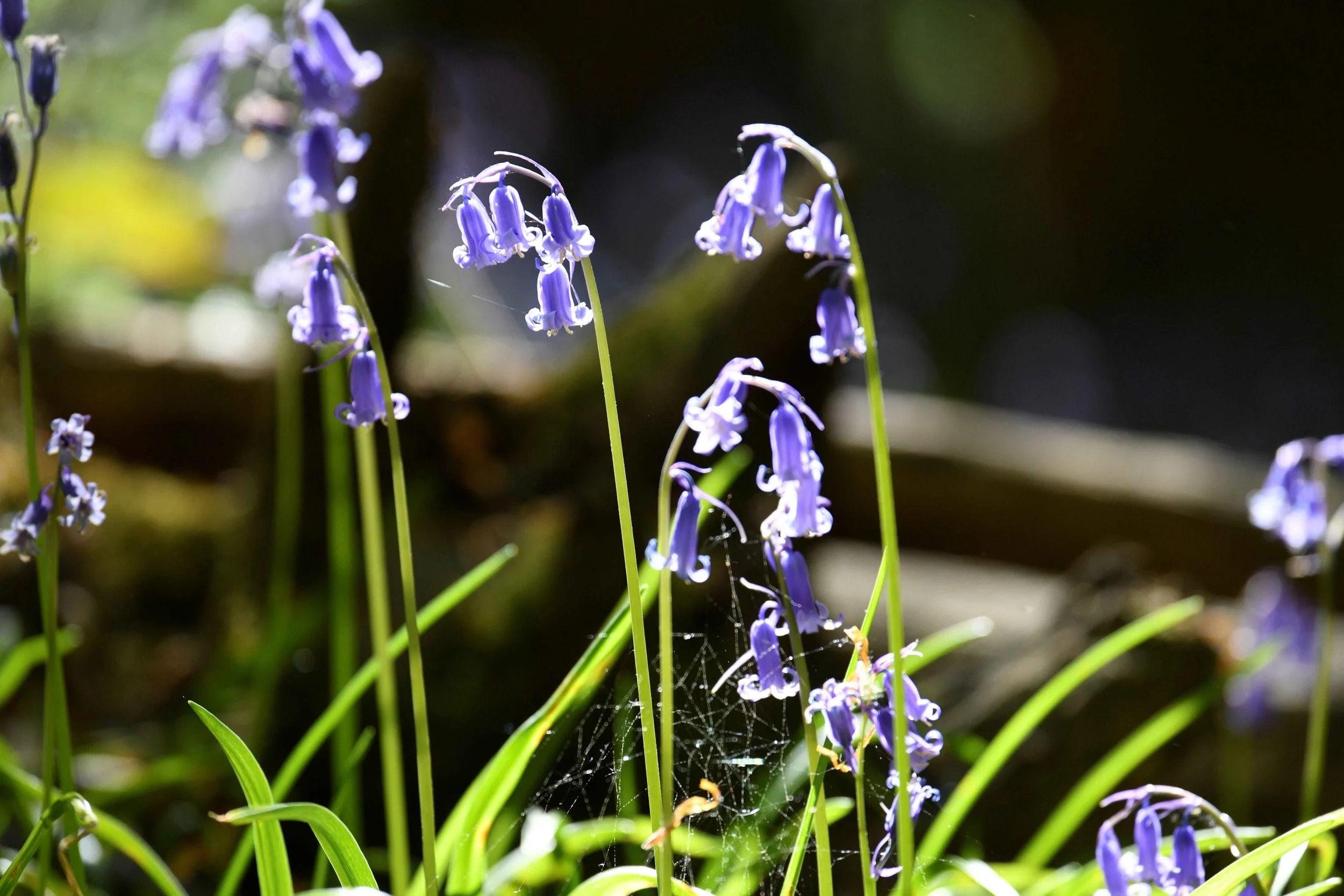 Close-up of purple bluebell flowers growing in a garden with sunlight, featuring delicate petals and green grass leaves.