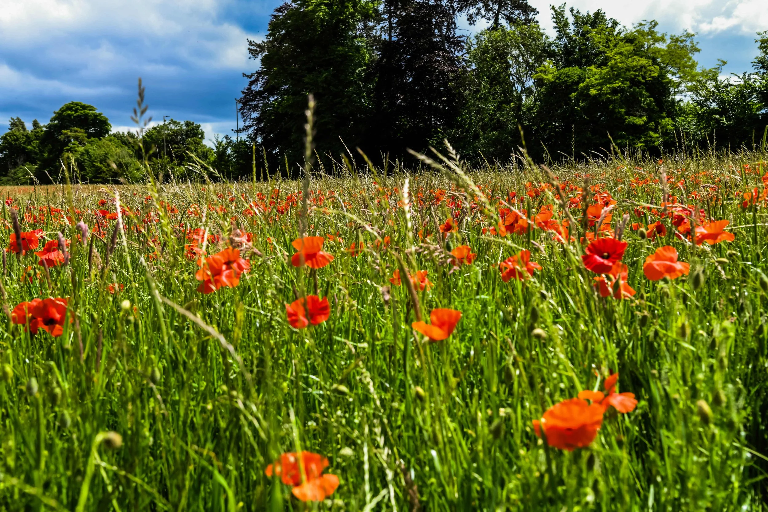 A field of orange poppies with tall green grass under a partly cloudy sky, with trees in the background.