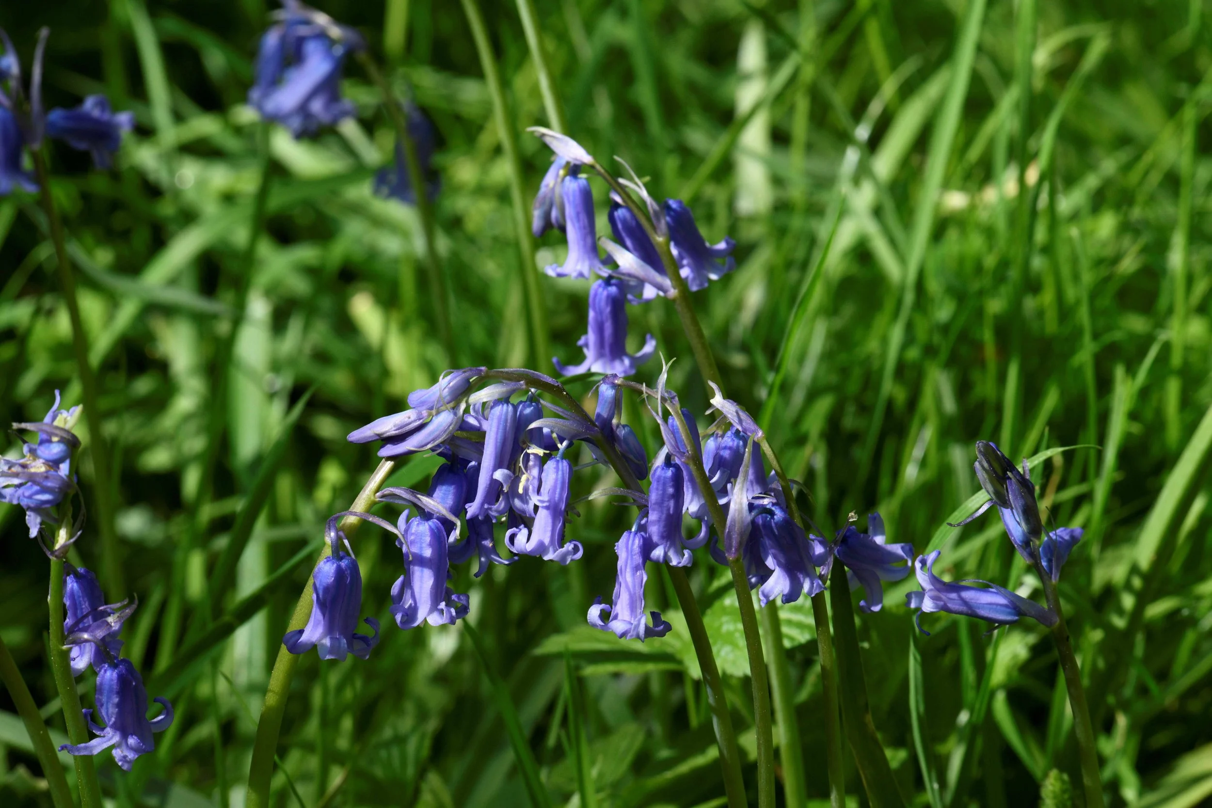 Purple and bluebells growing among green grass in a natural outdoor setting.