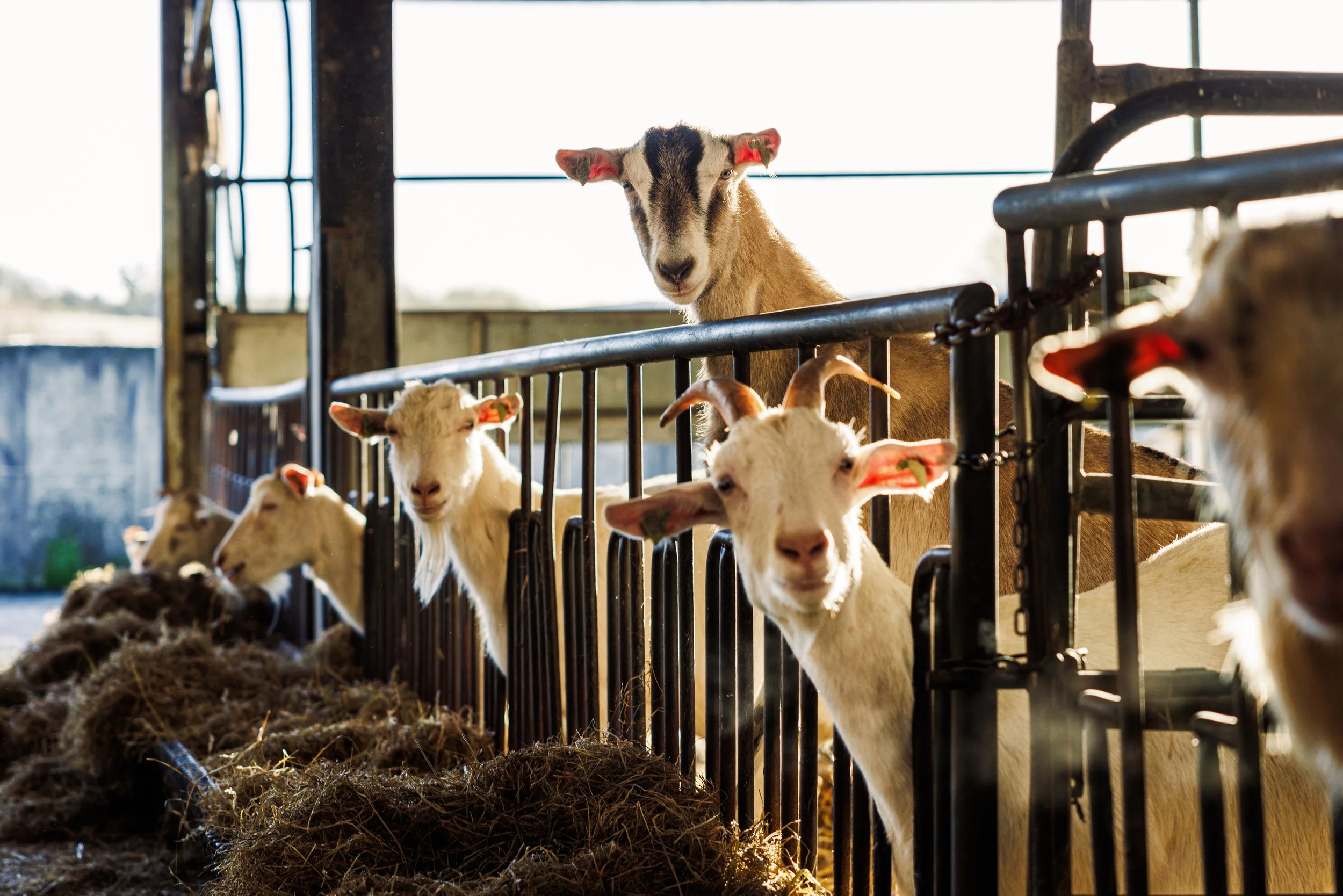 Discover the Foods & Crafts of the Boyne Valley