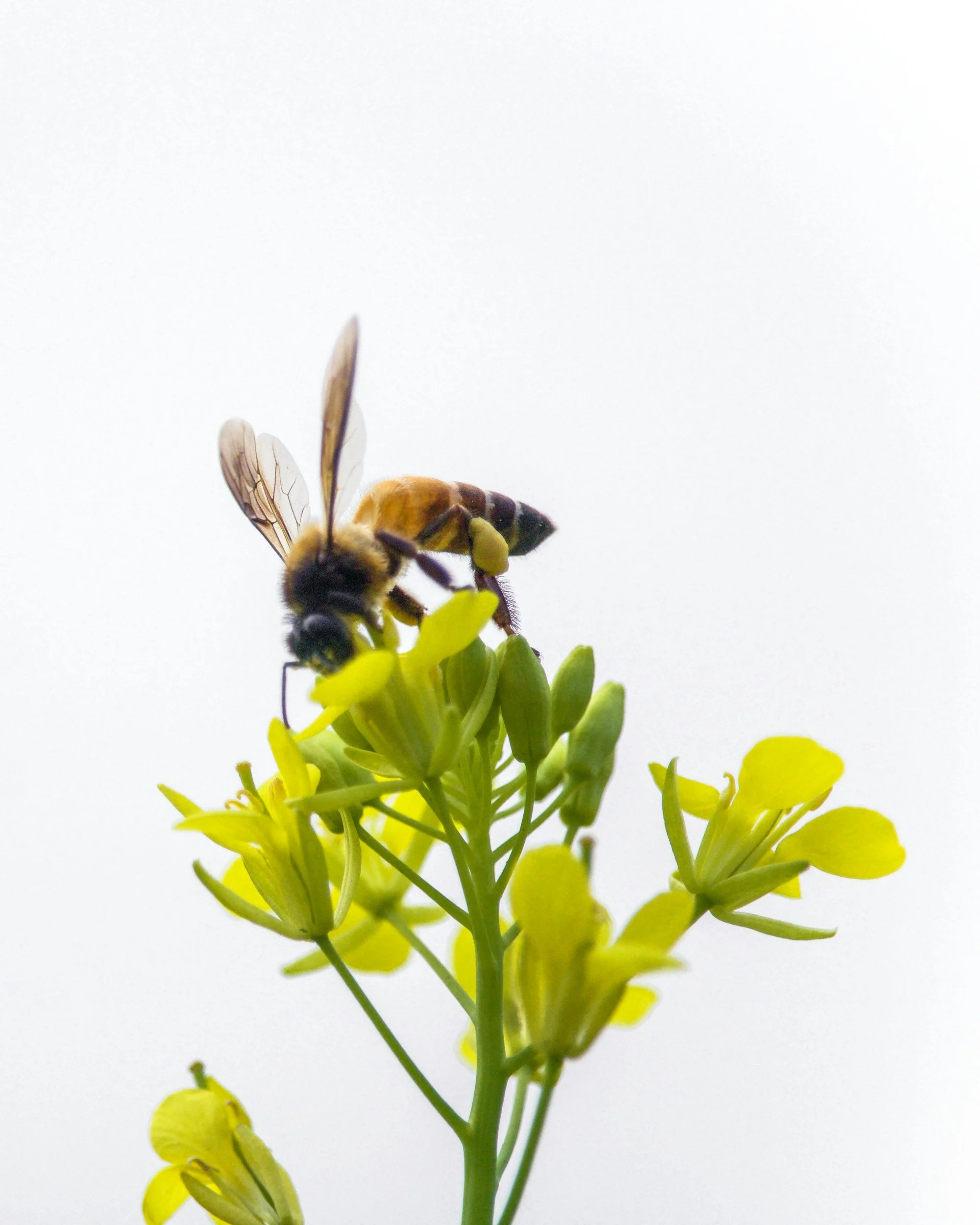 Close-up of a bee on a yellow flower with green leaves, against a plain white background.