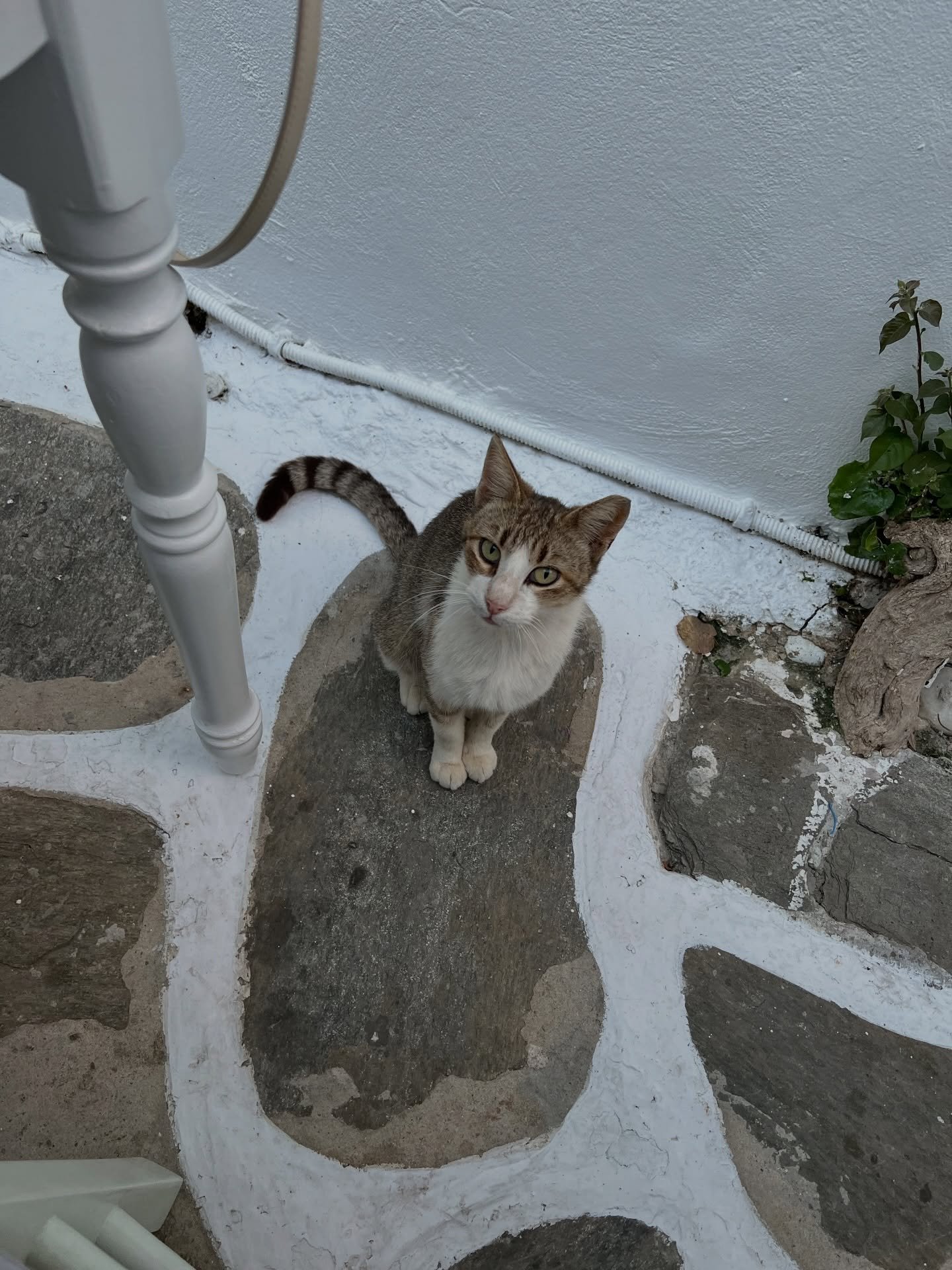 paros has my heart. and so does our favorite restaurant, soso, vibes straight out of a movie

#paros #greekislands #travelvibes