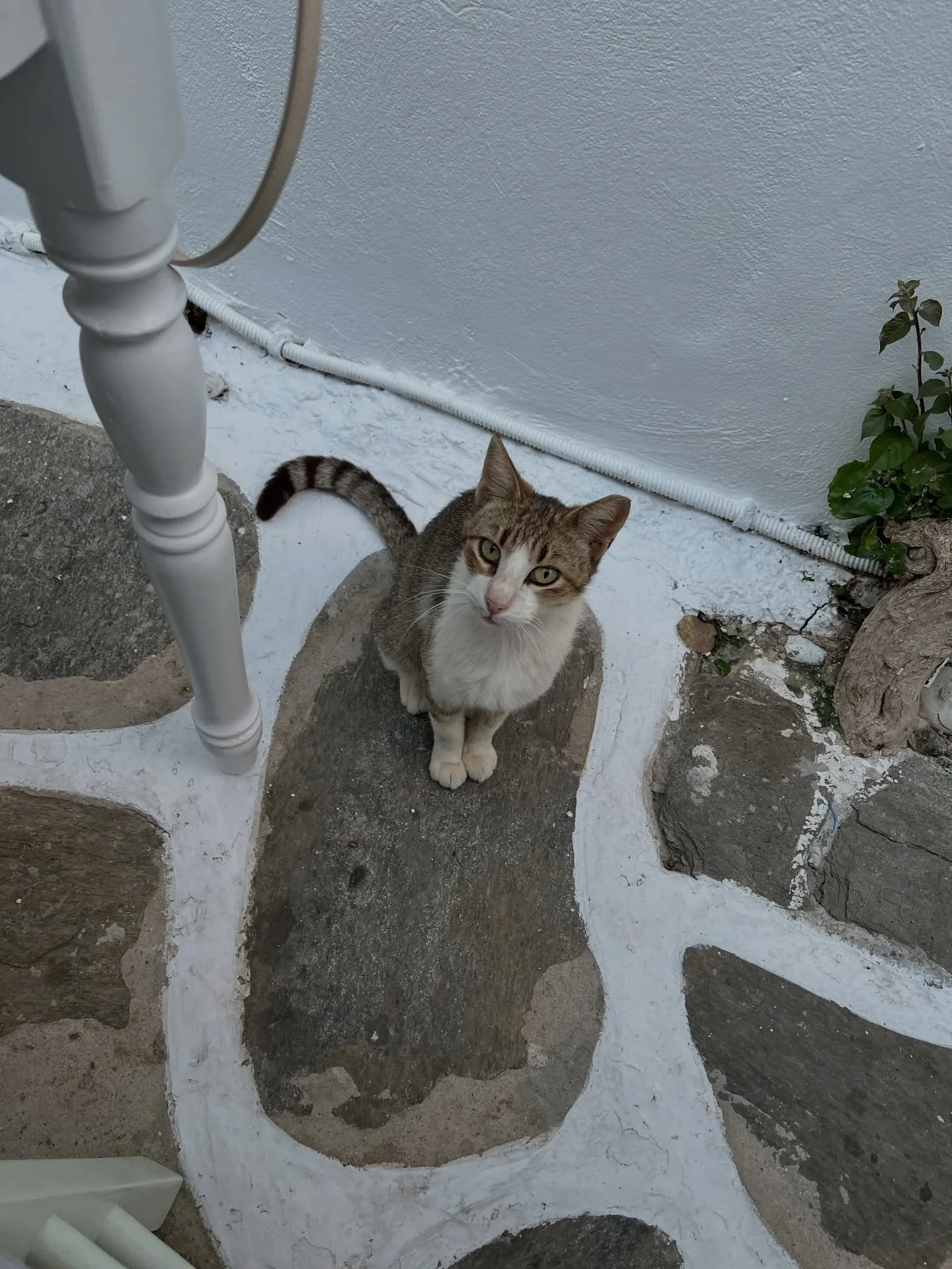 paros has my heart. and so does our favorite restaurant, soso, vibes straight out of a movie

#paros #greekislands #travelvibes