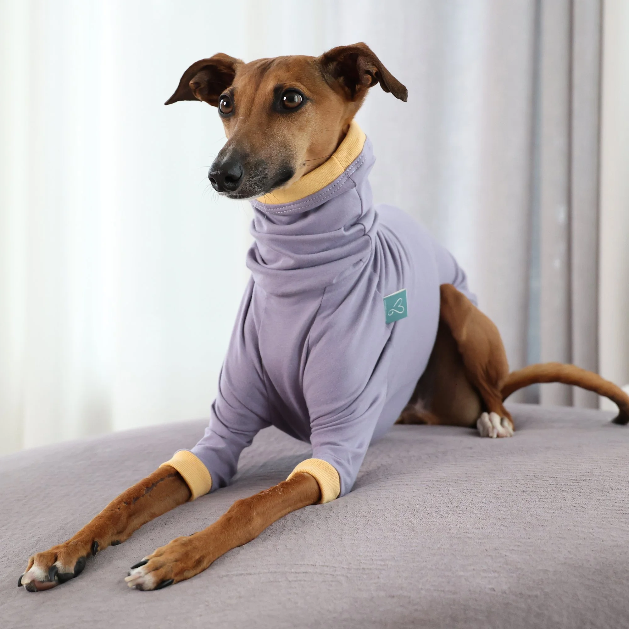 Z005-Lilas-Jaune-1.jpg