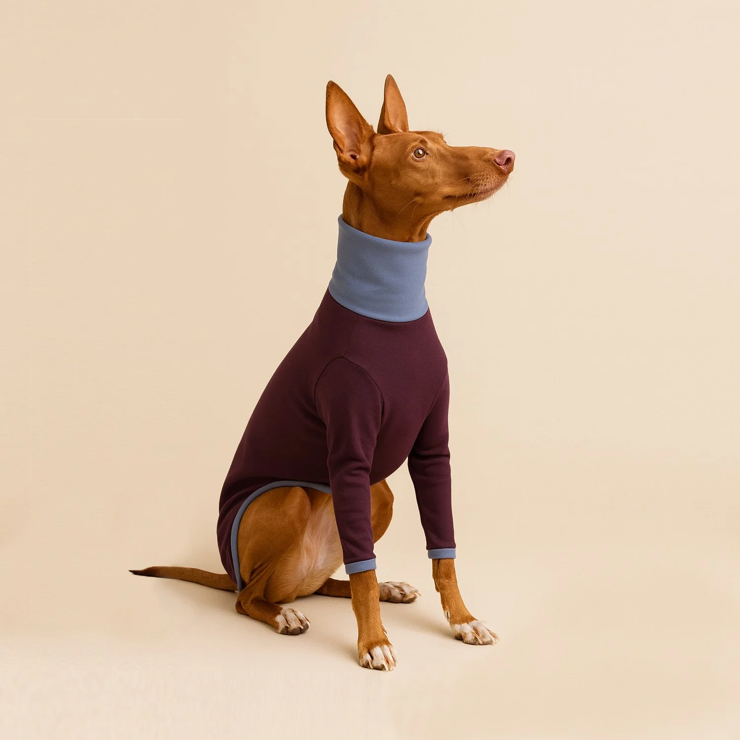 Col Roulé Polly Aubergine / Gris