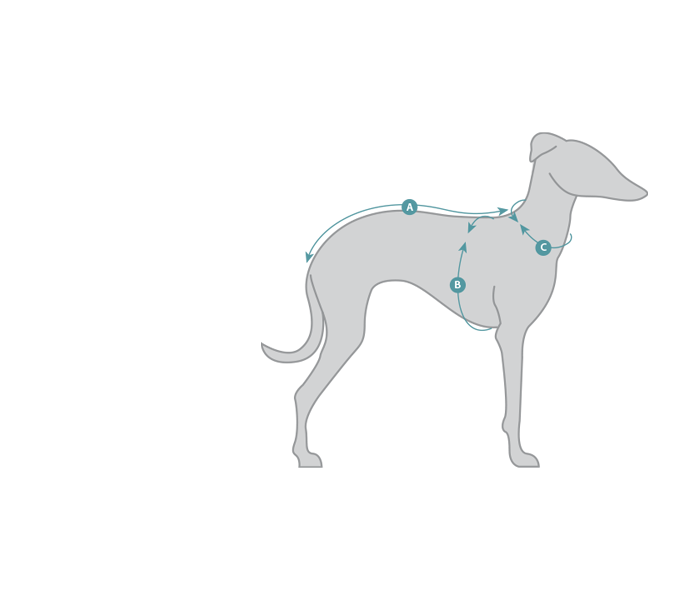 Schéma anatomique d'un chien montrant des points et des flèches liés à des parties de son corps.
