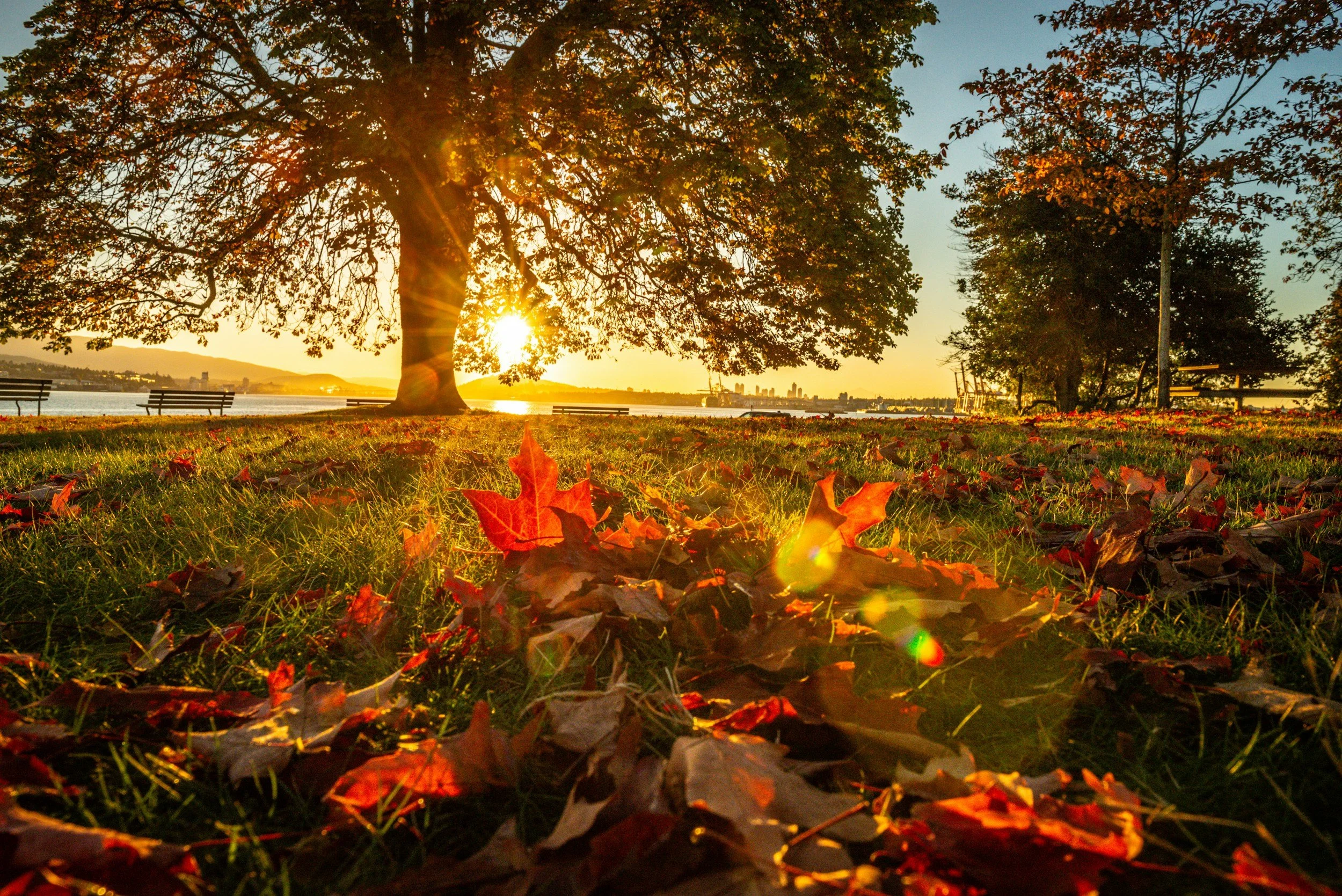 A scenic park scene during sunset with fallen autumn leaves, a large tree with partially bare branches, and a body of water in the background.