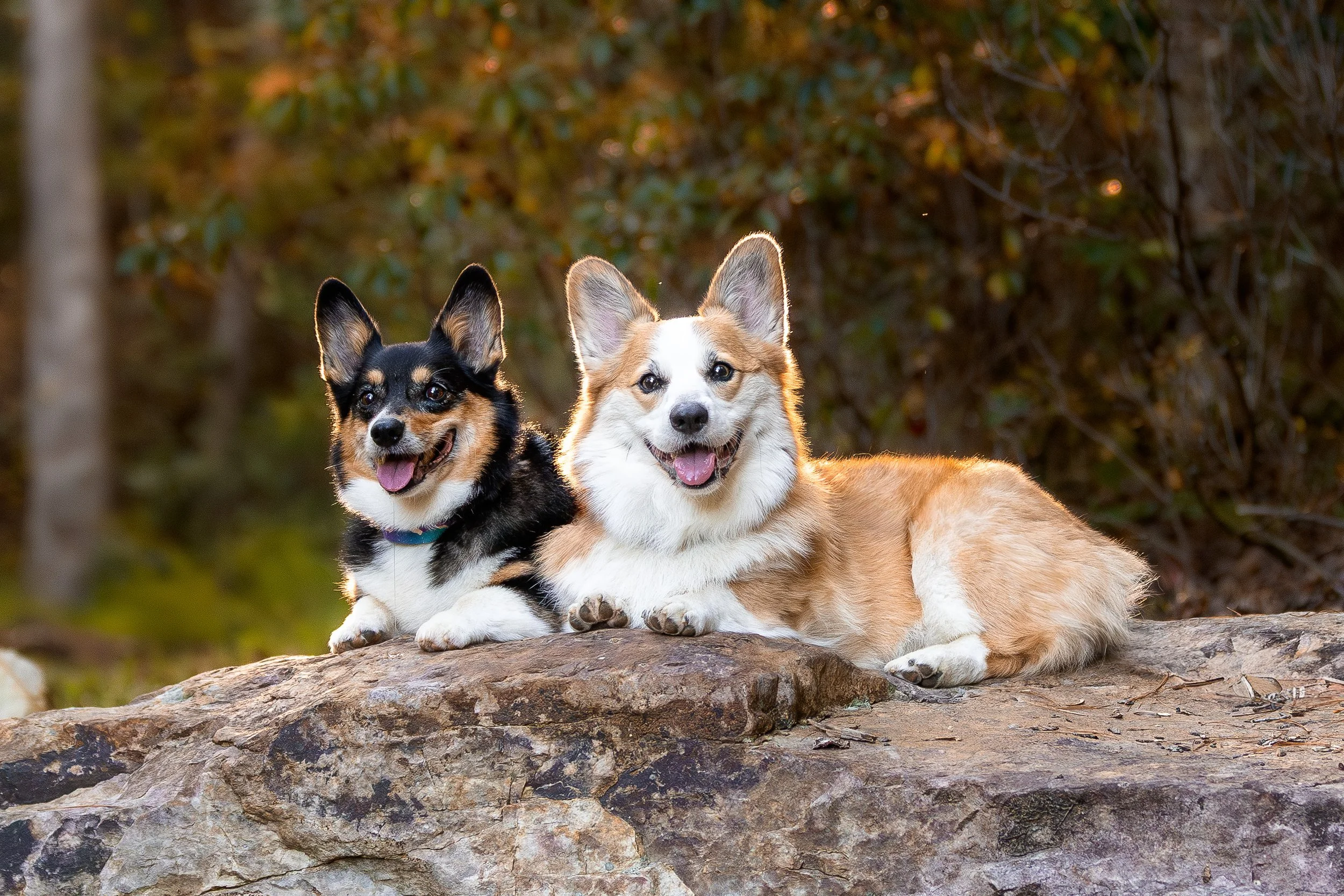 20251003_PandapasCorgs_MC_004.jpg