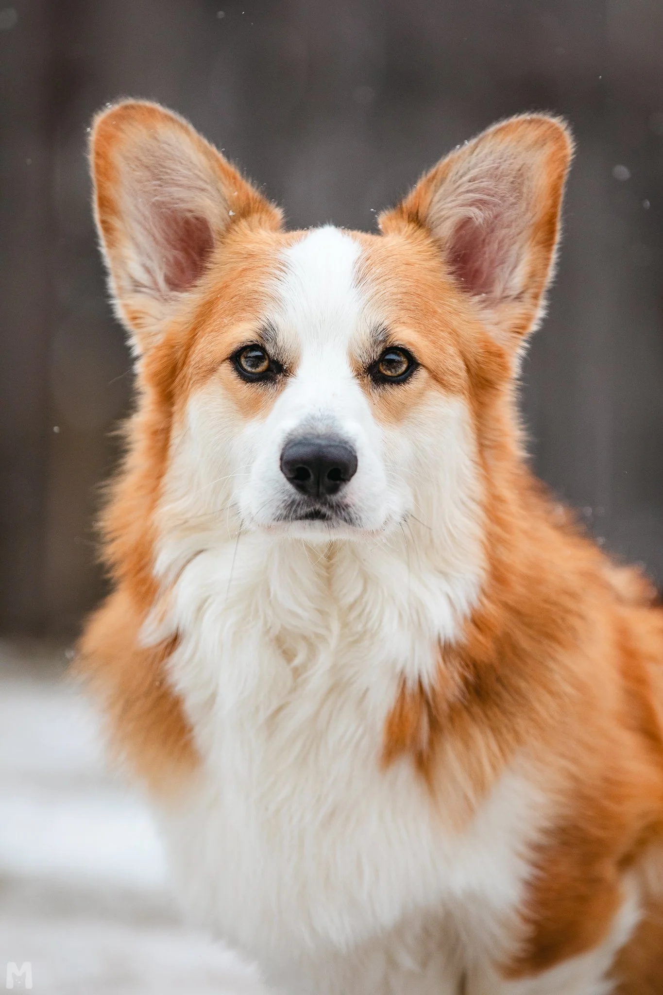 20240114_SnowDogs_MC_009.jpg
