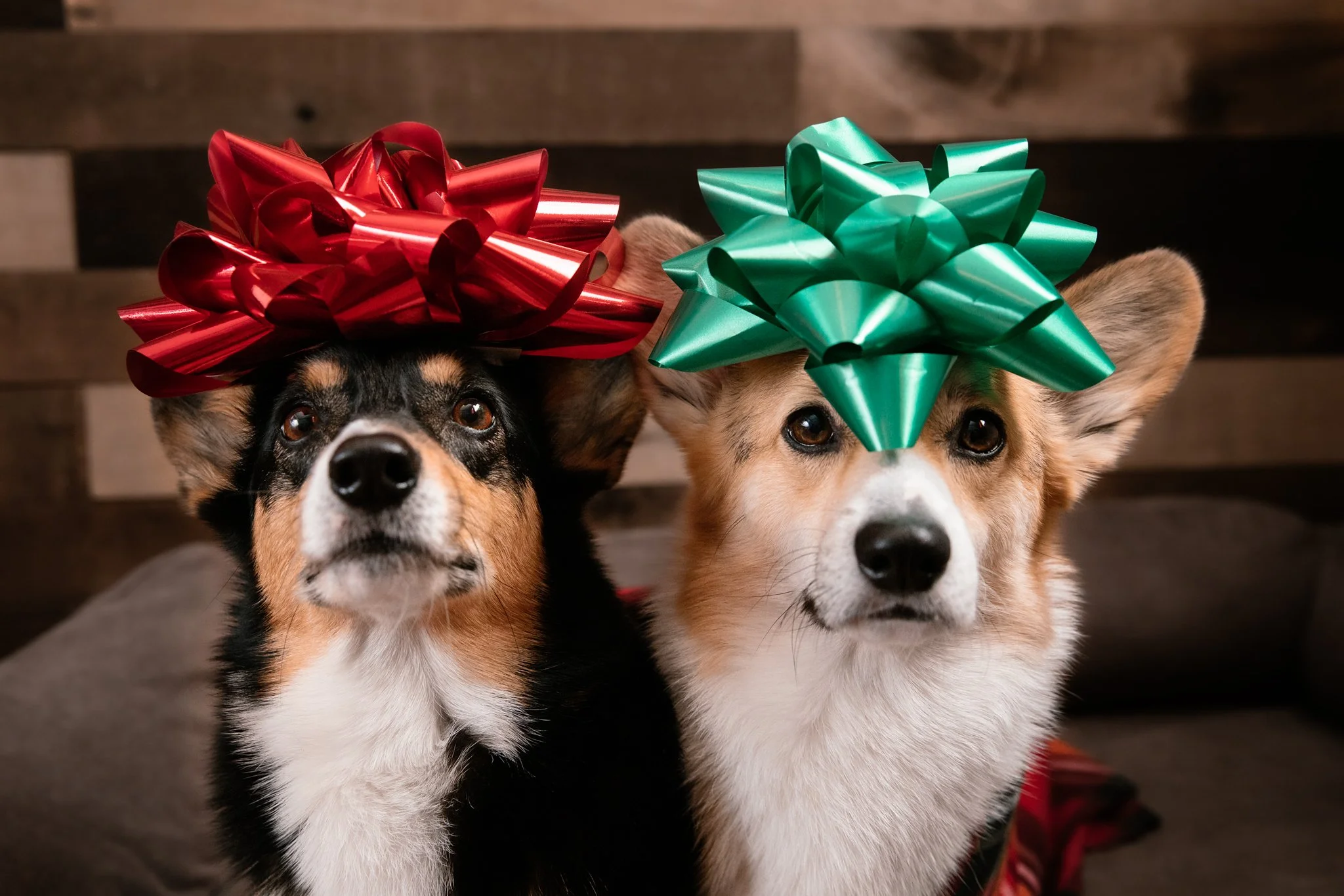 Merryxmas2020.jpg