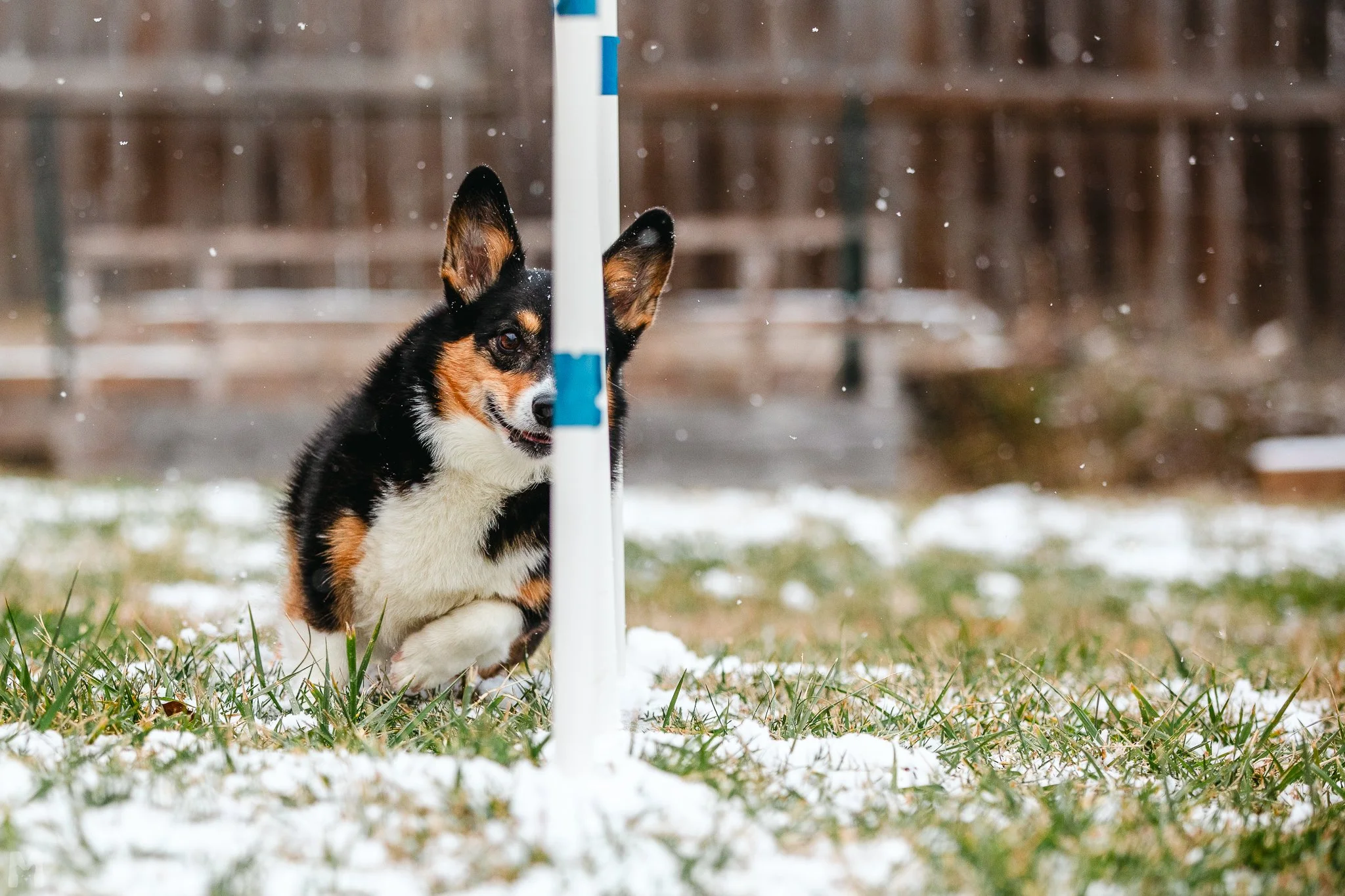 20240114_SnowDogs_MC_001.jpg