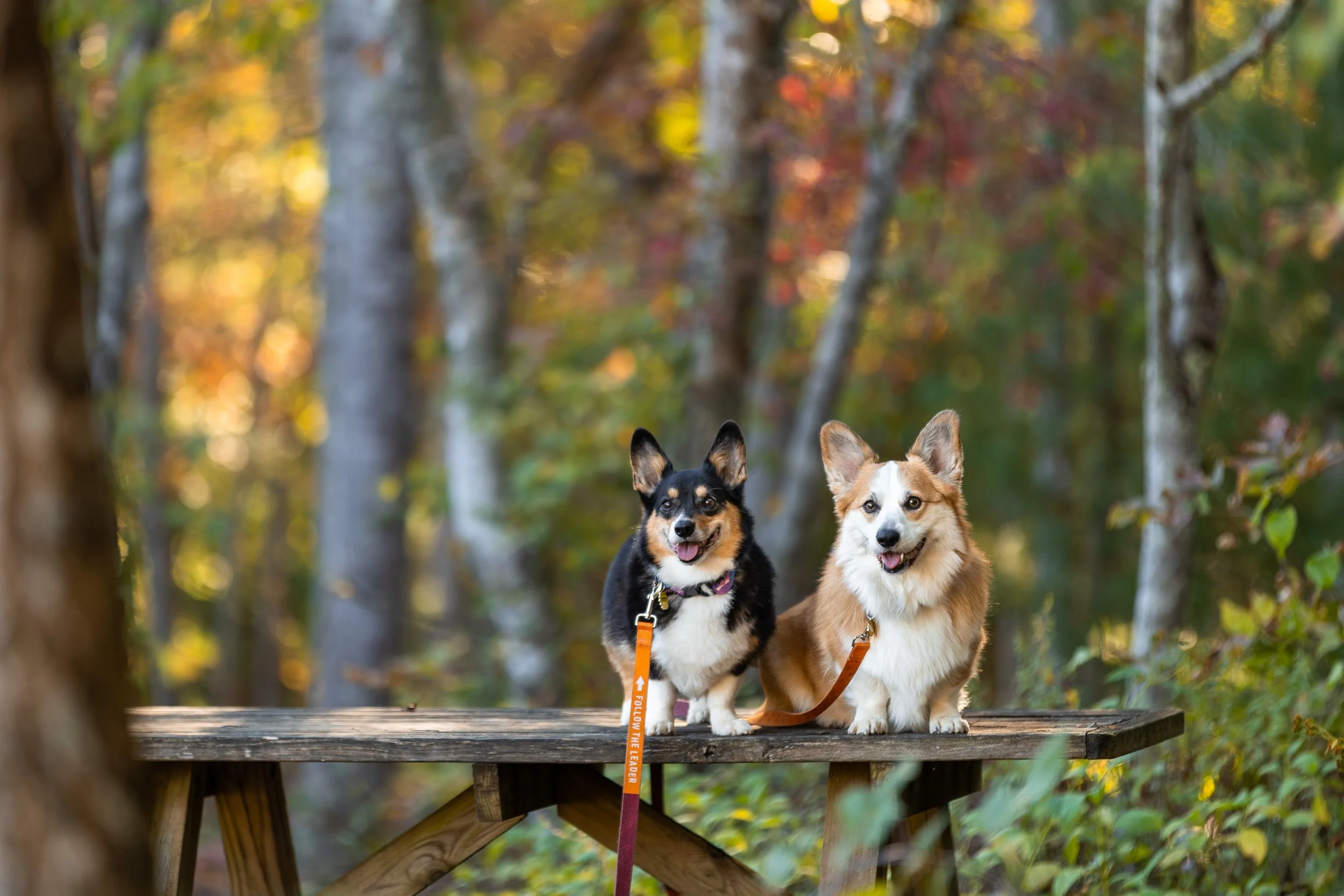 20251003_PandapasCorgs_MC_001.jpg