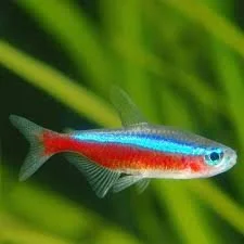 Cardinal Tetra