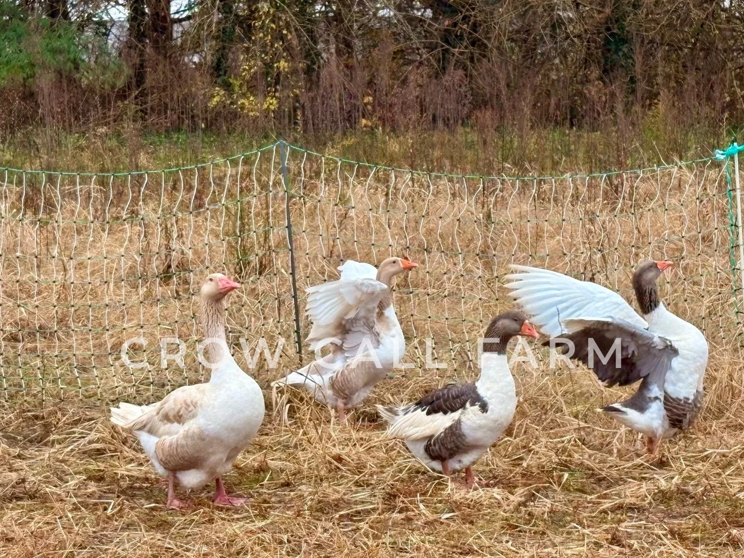 Crow Call Farm - Pomeranian Geese 7.jpg