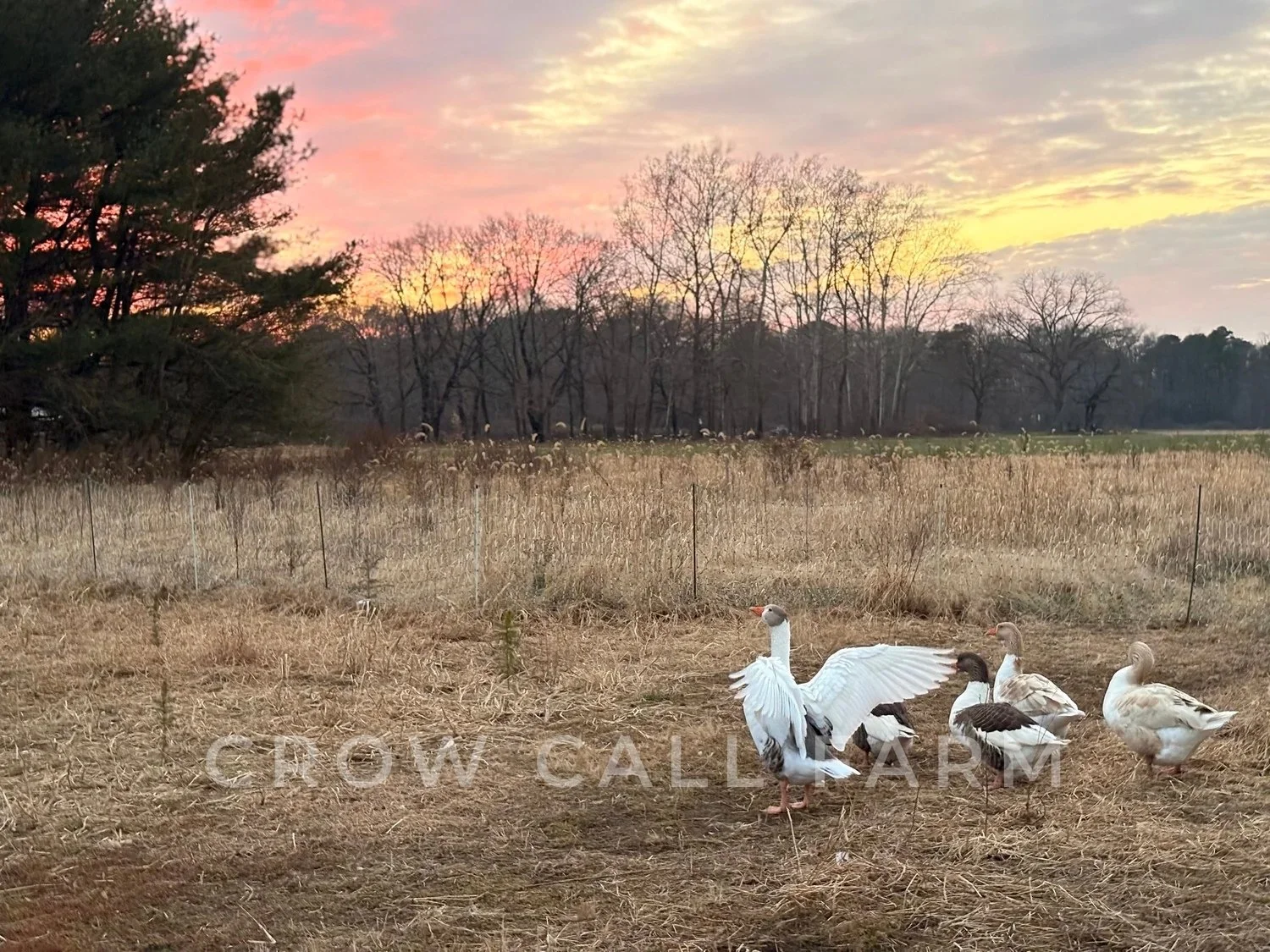 Crow Call Farm - Pomeranian Geese 4.jpg