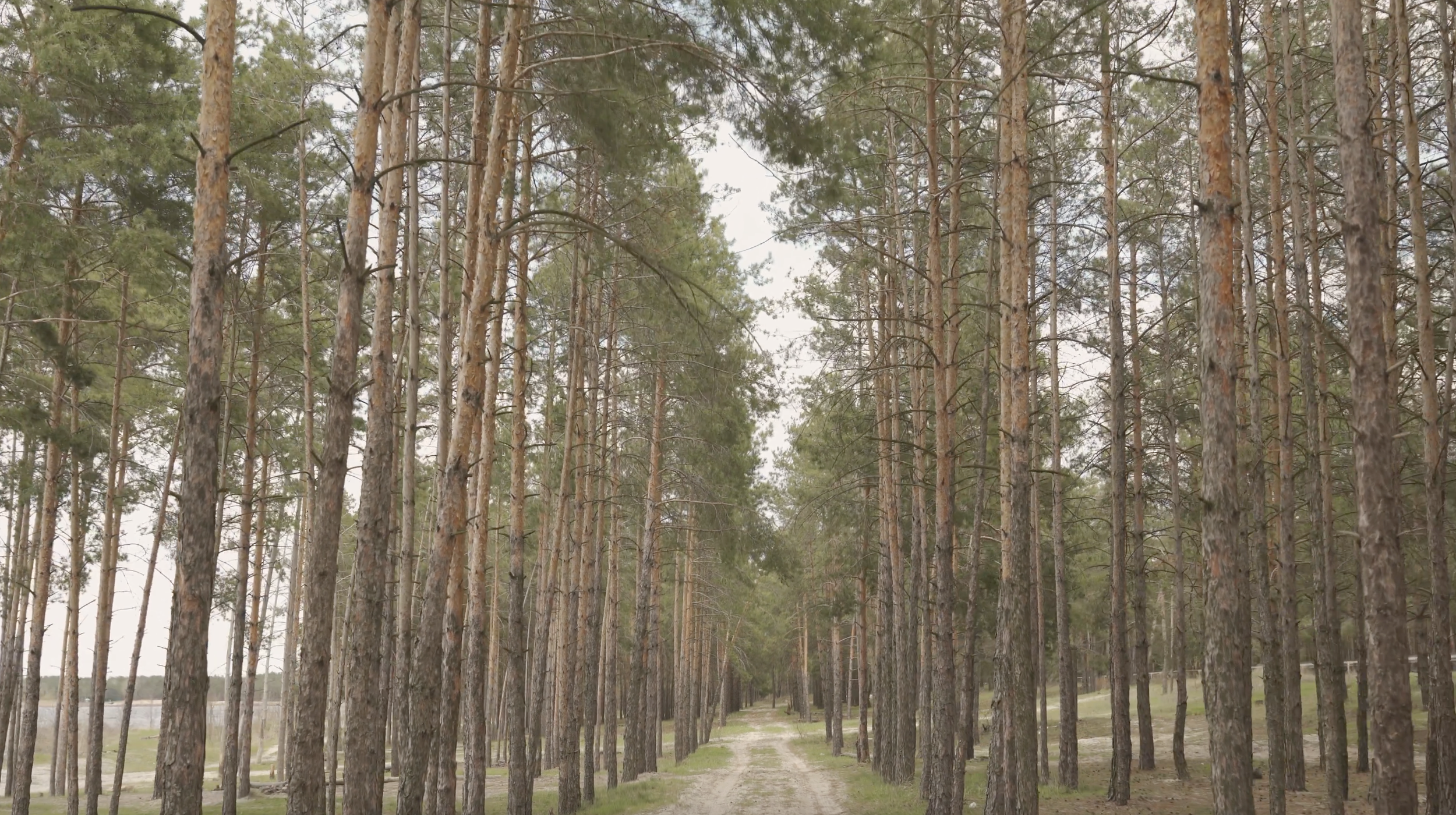 static-pineforest.png