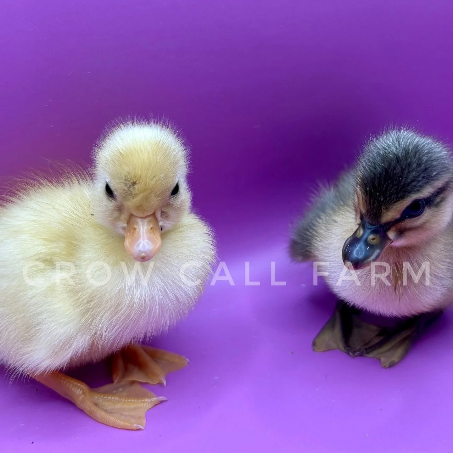 Stunning colors out of this hatch, and the sweetest little ducks! So hard to not keep them all 🥹