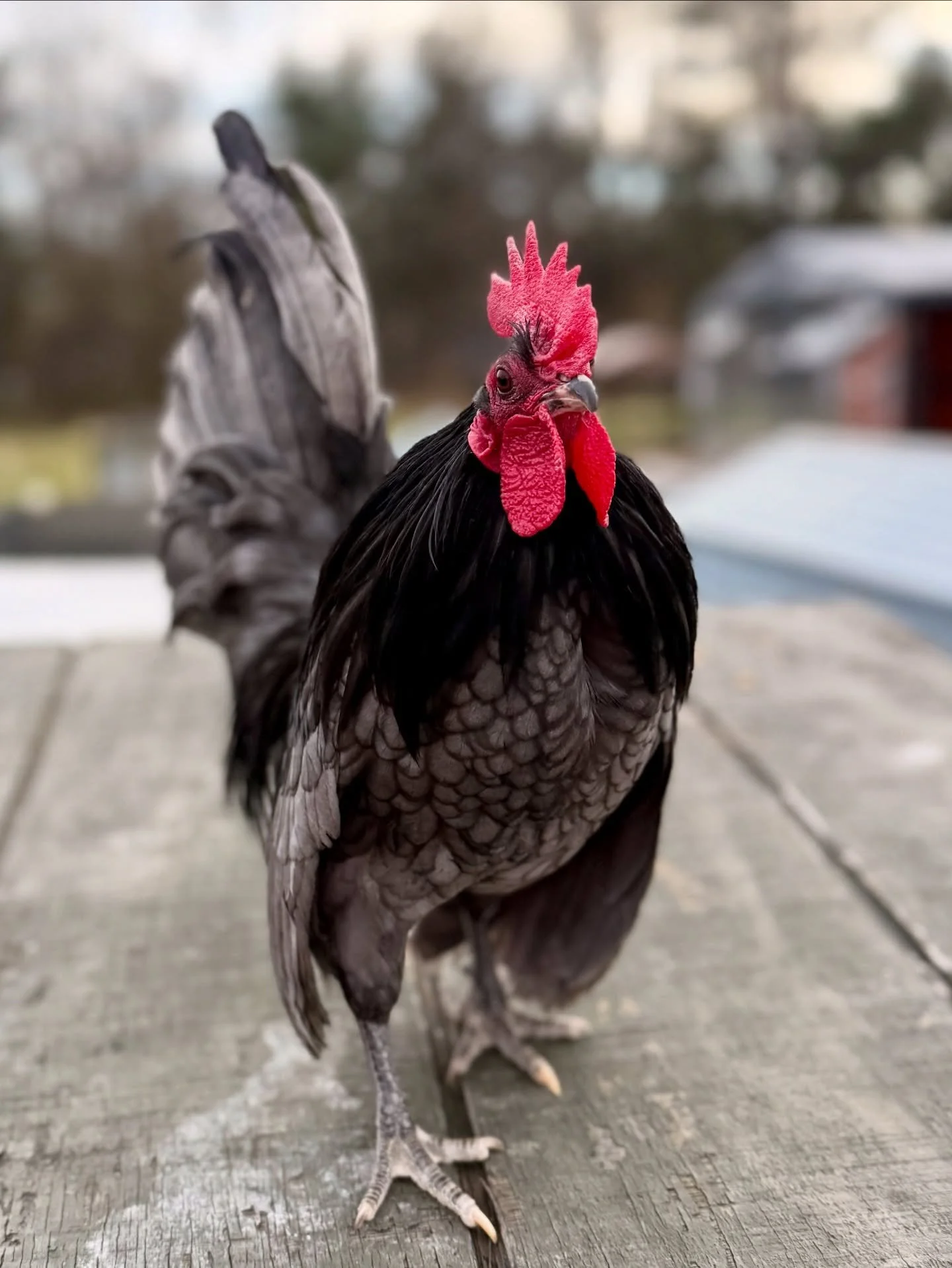 Mudkip is working on his ✨posture✨ 

#relatable