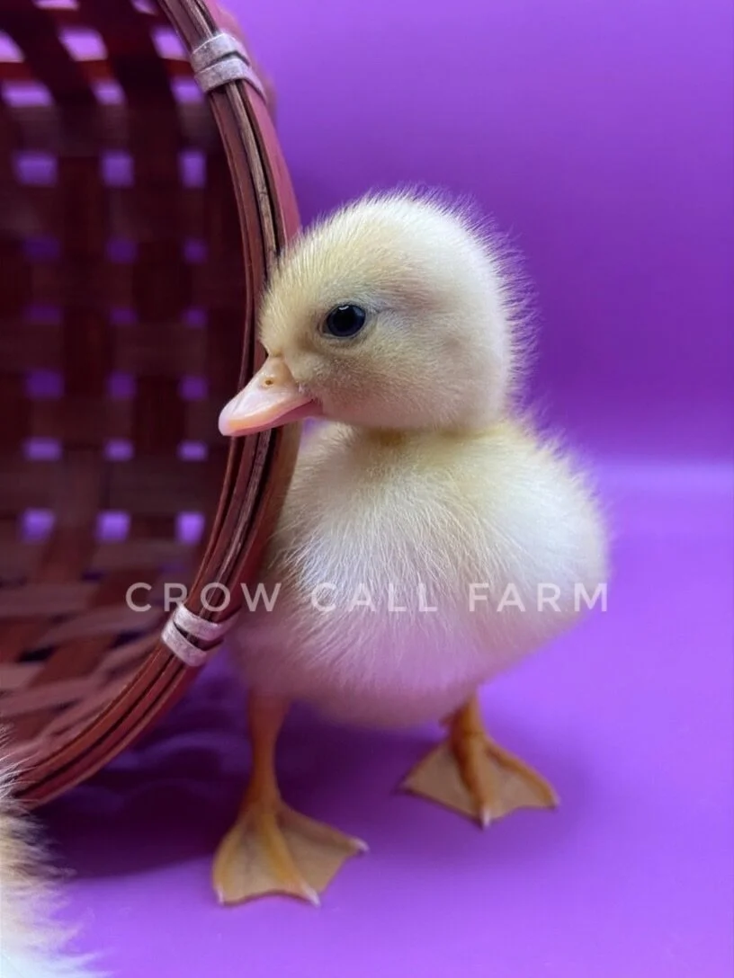 It&rsquo;s hard to let any of these gorgeous little ducks go, but we were so happy to have new homes for most of our ducklings this past weekend! More are on the way - check out the waitlist to hear first. #callducks #ducklingsofinstagram