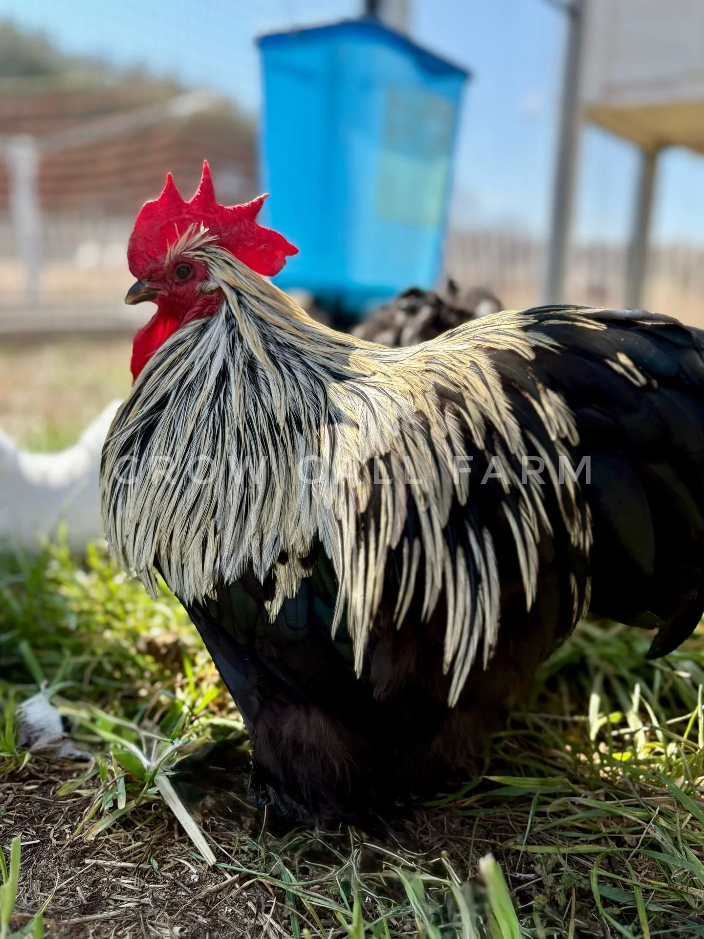 Raven is finally doing his job correctly and fertility is up to over 75%. Anyone with bantam Cochins knows the struggle 😅