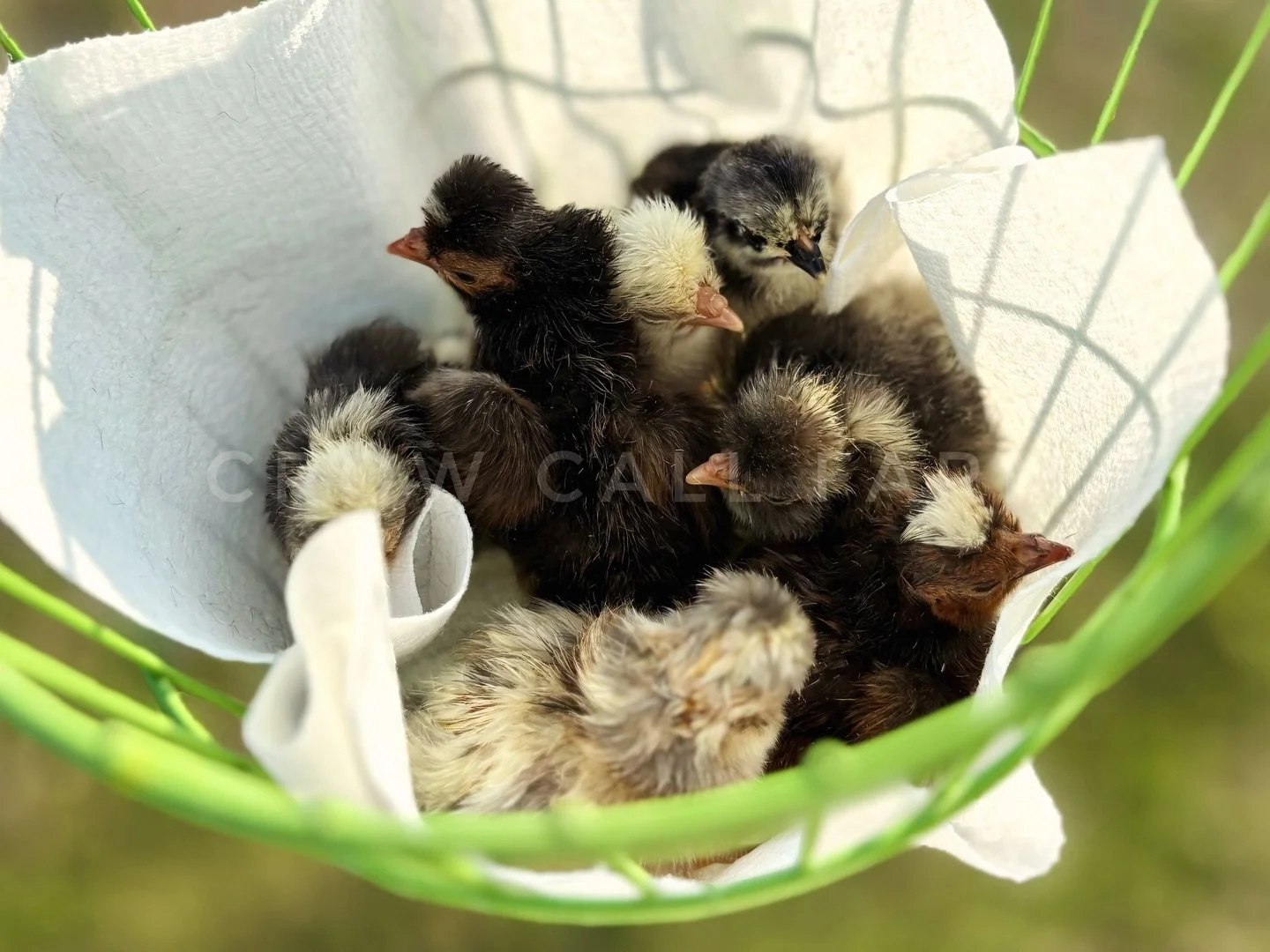 Just a basket o&rsquo; peeps 🐥🐣🐥🐣
