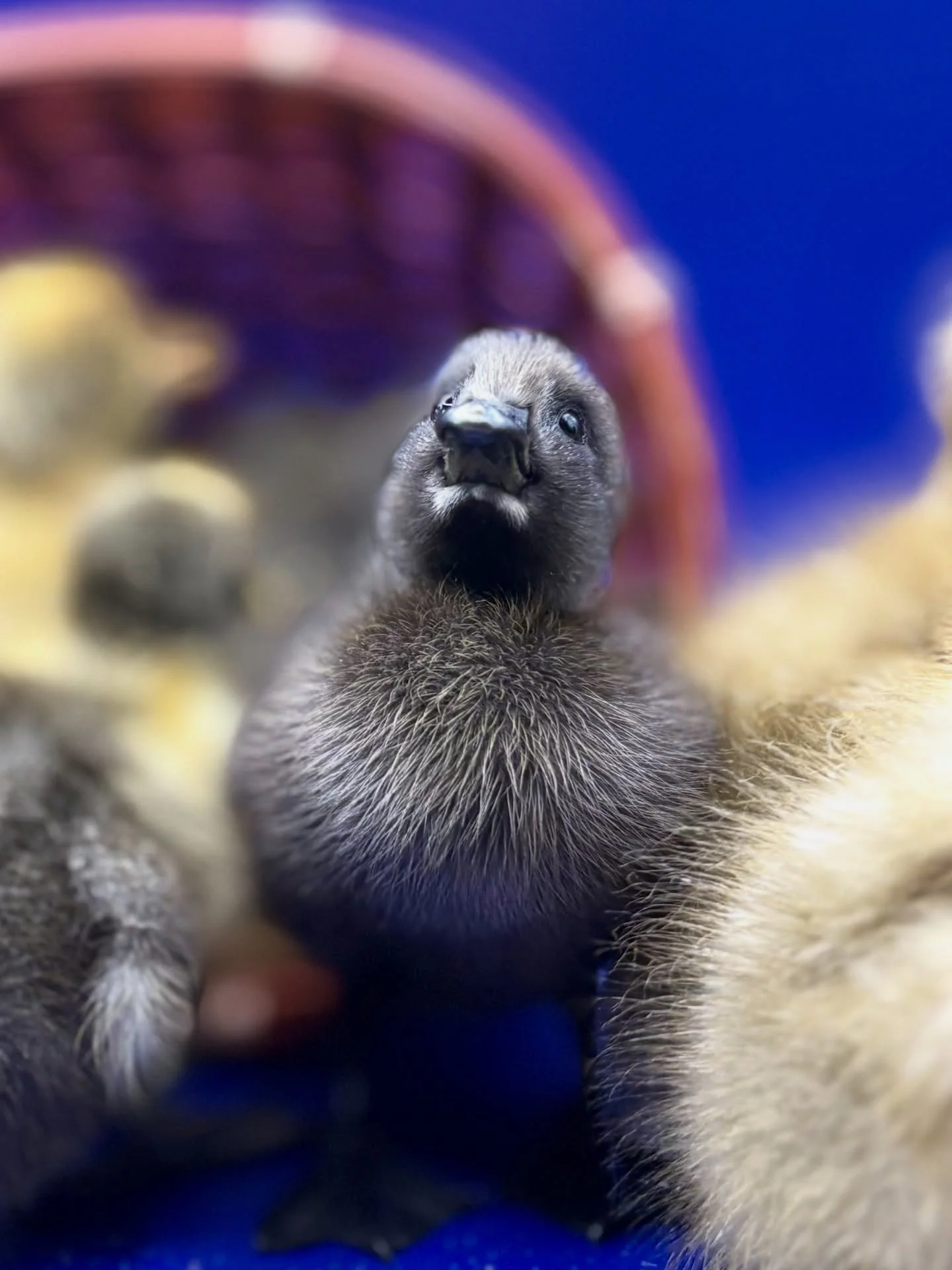 I am experiencing SO MUCH cute aggression over these runner ducklings we just hatched🫸🐥🫷