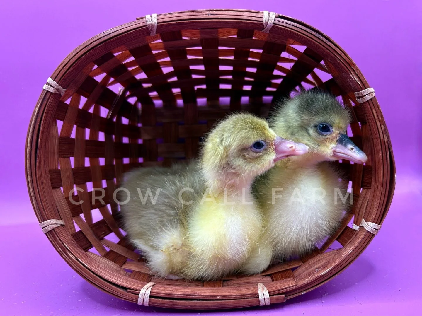 We welcomed our first Pomeranian goslings born right here on our farm last night 🥹 this has been such a work in progress over the past two years, struggling to find stock for a critically endangered breed up to now&hellip; 5 beautiful, healthy babie