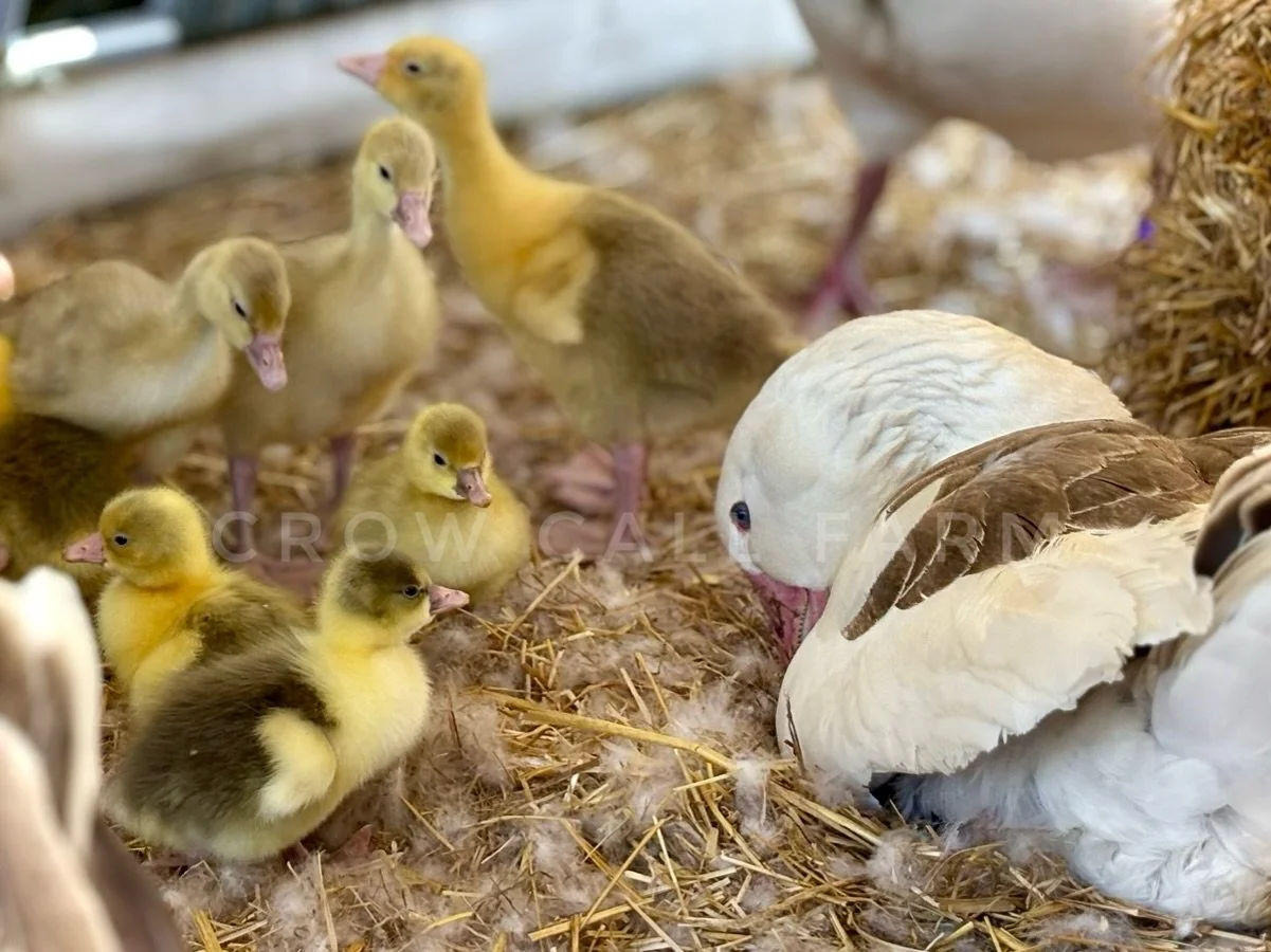 You know spring has officially sprung when the Cotton Patch goslings start popping like popcorn.