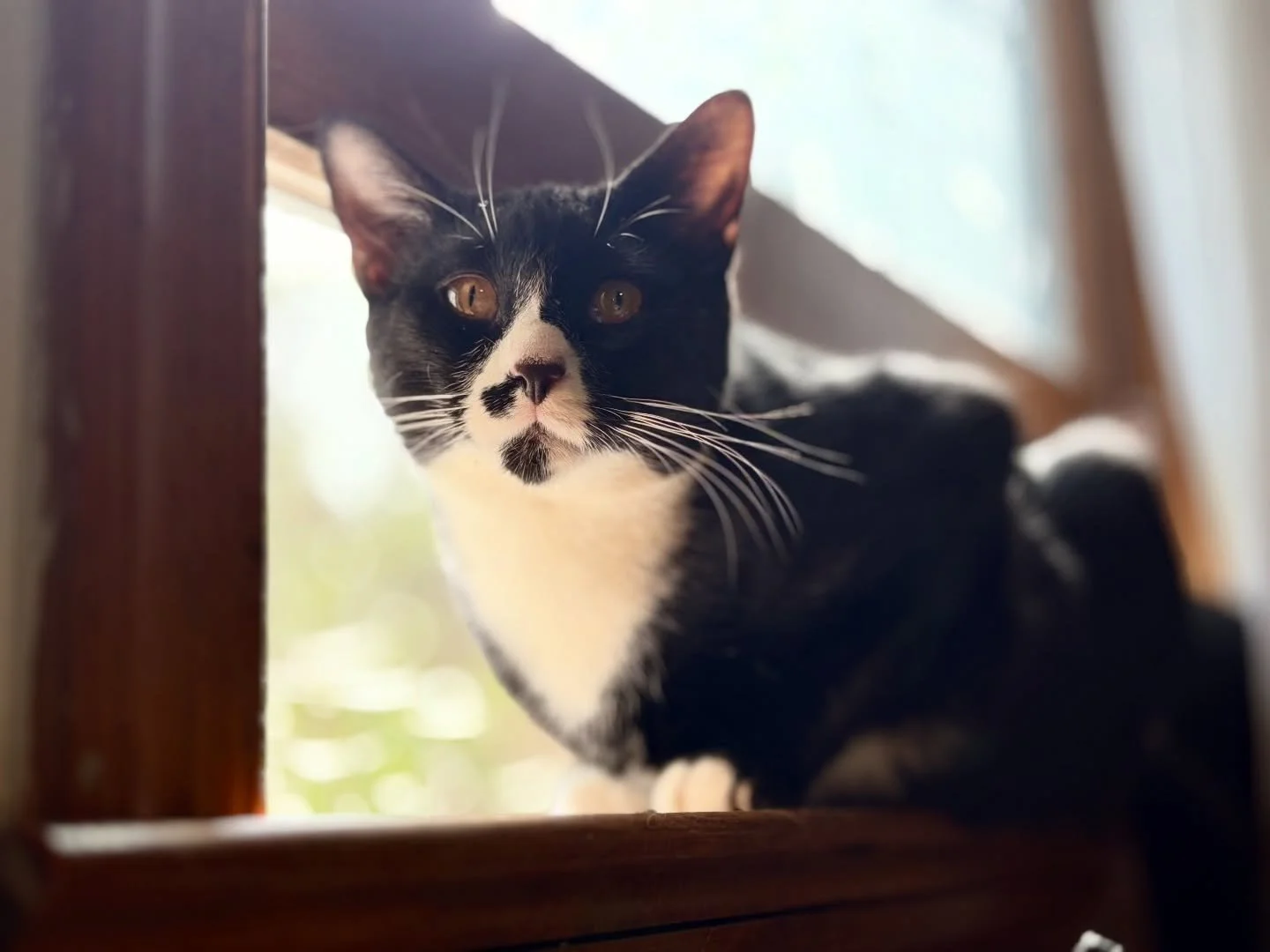Mouse came into our lives on the same day we said goodbye to our German Shepherd, Roy. Three tiny brothers in the road, fate stepping in when we needed it most.

This sweet, gentle boy has been fighting FIP, spending 3 days in ICU at UPenn Vet charmi
