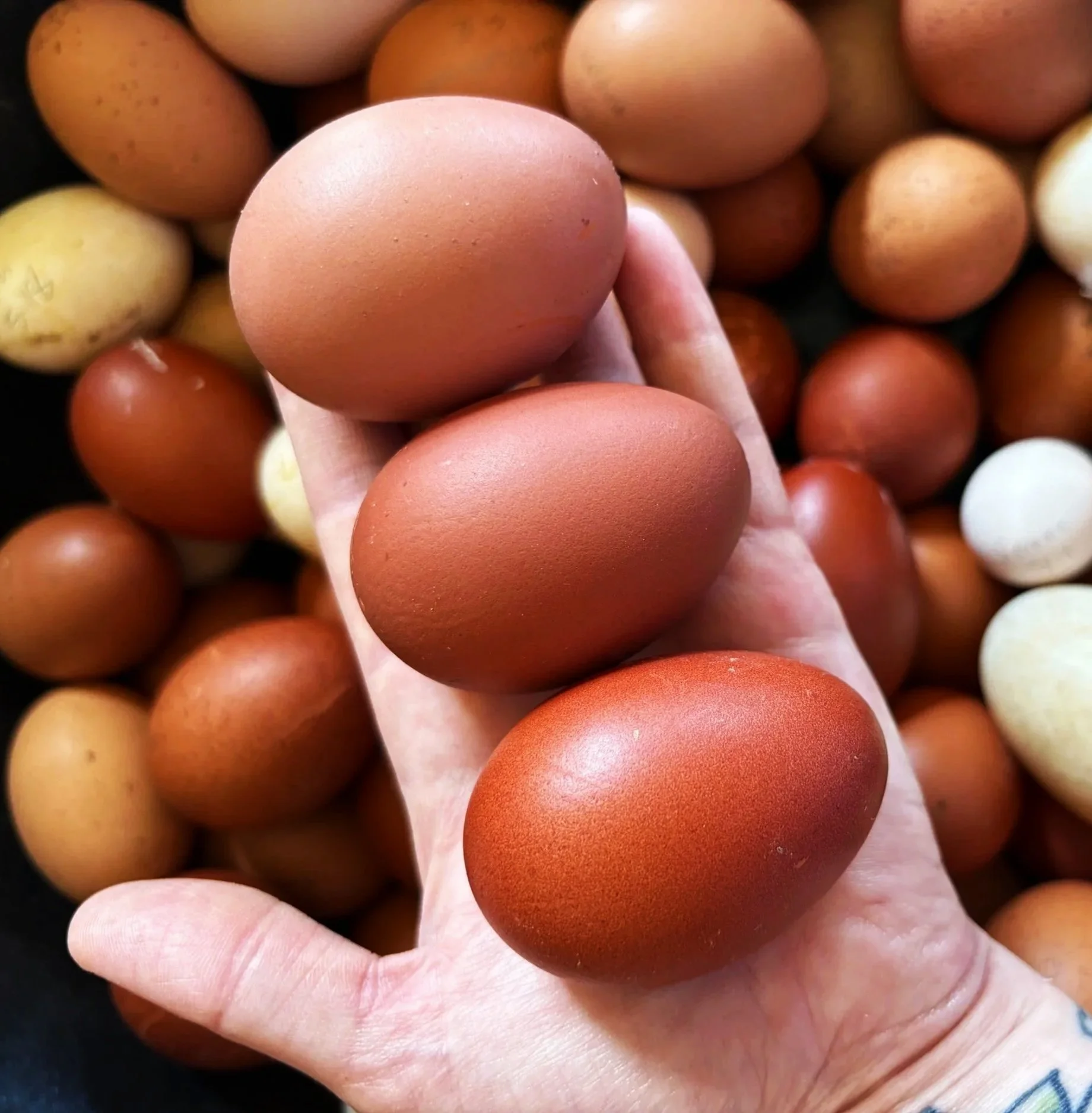 Farm Fresh Local Eggs