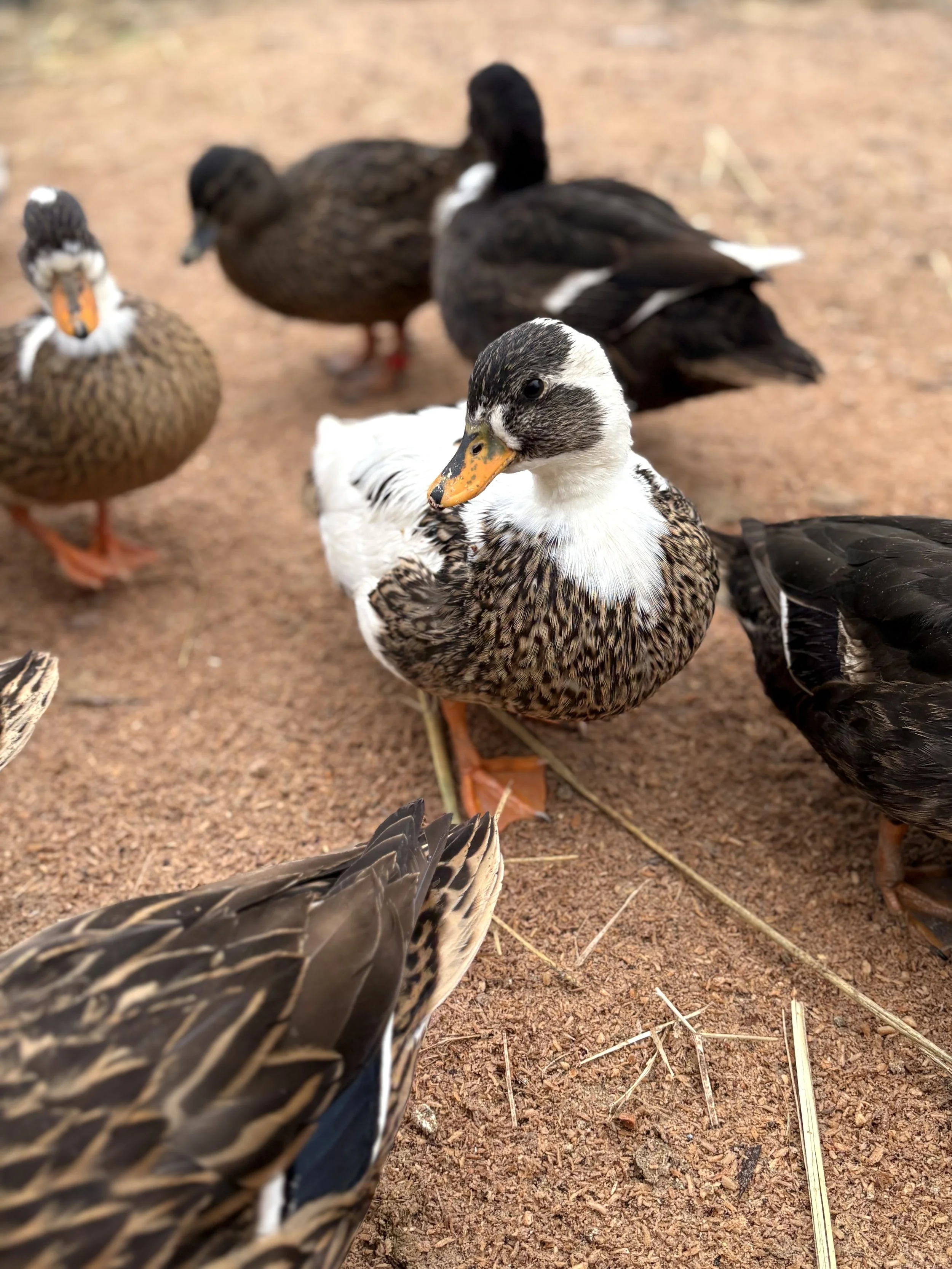 call duck pencilled.jpeg