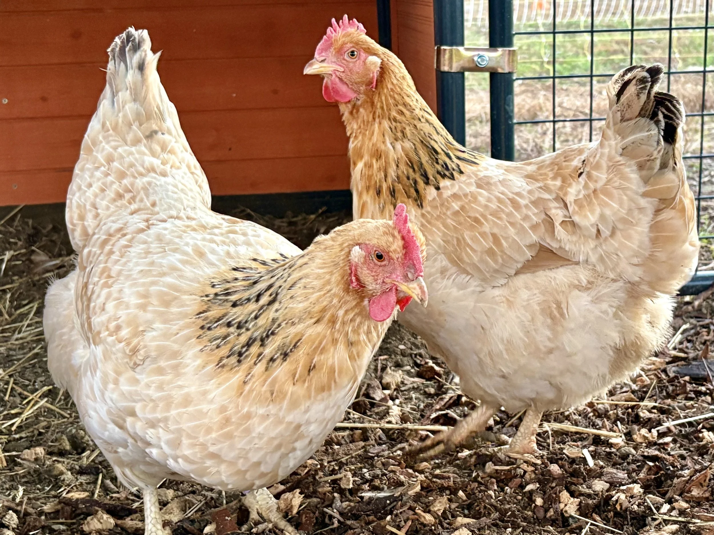 marraduna basque chickens on the farm