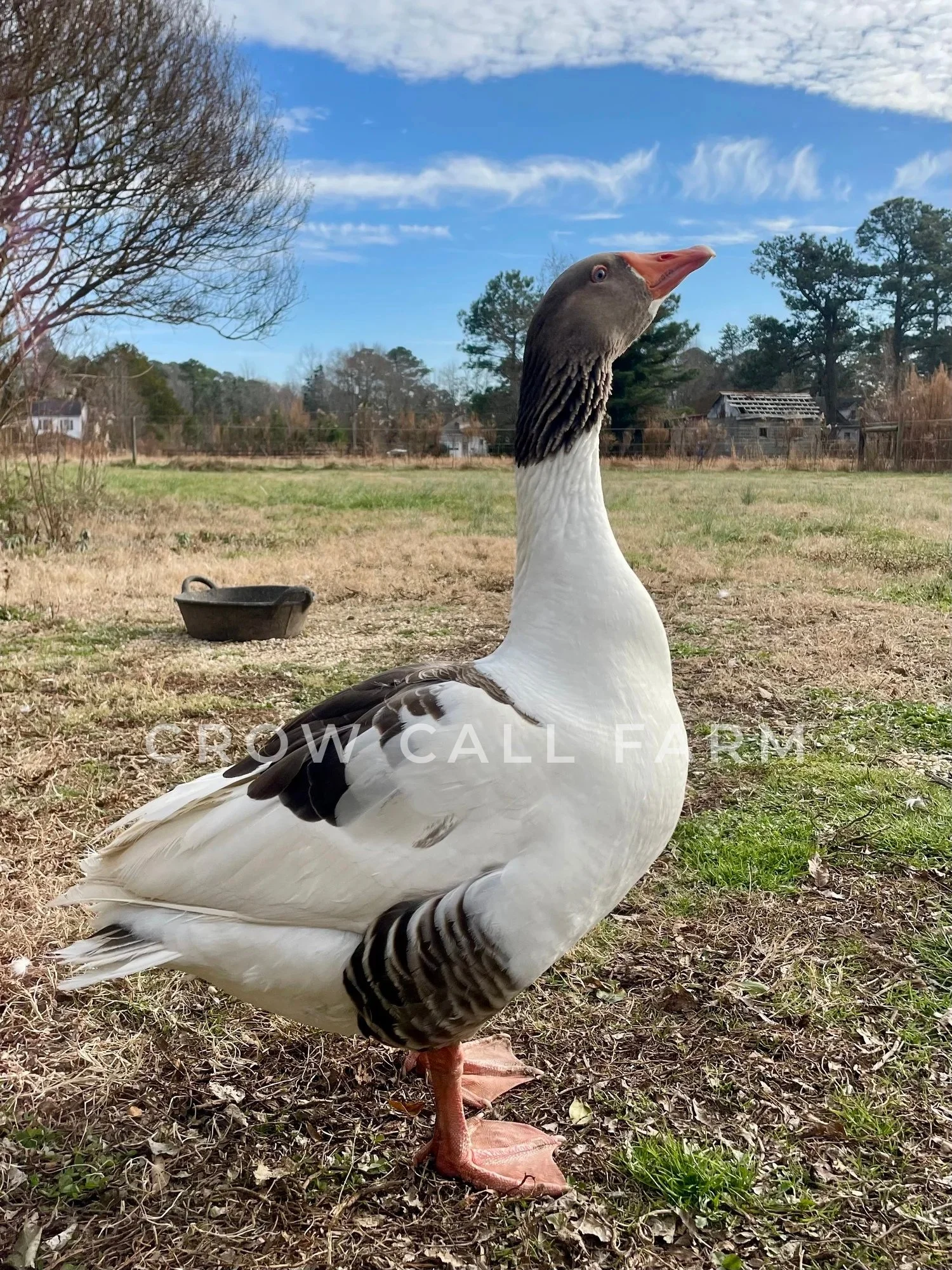Crow Call Farm pomeranian gander 2.jpg
