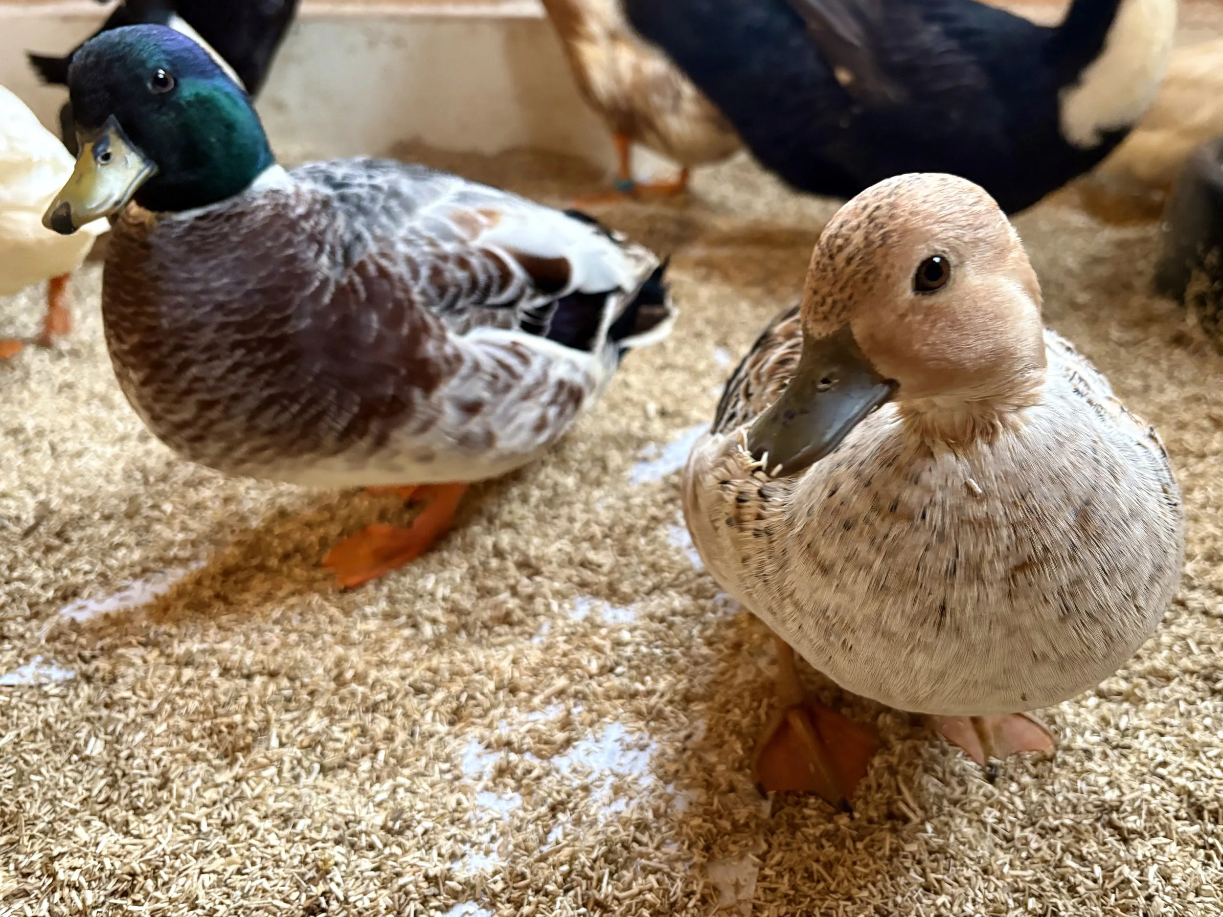 call ducks snowy.jpeg