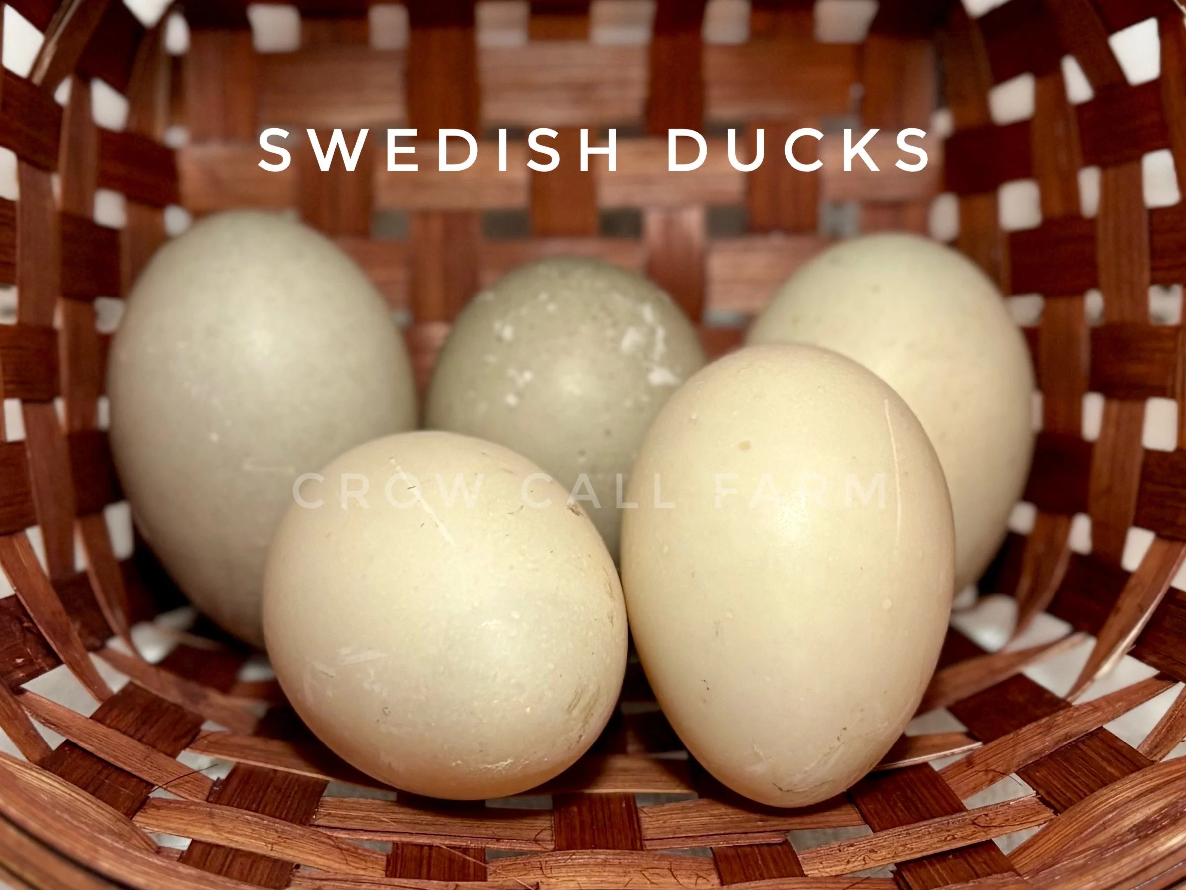HATCHING EGGS: Swedish Ducks