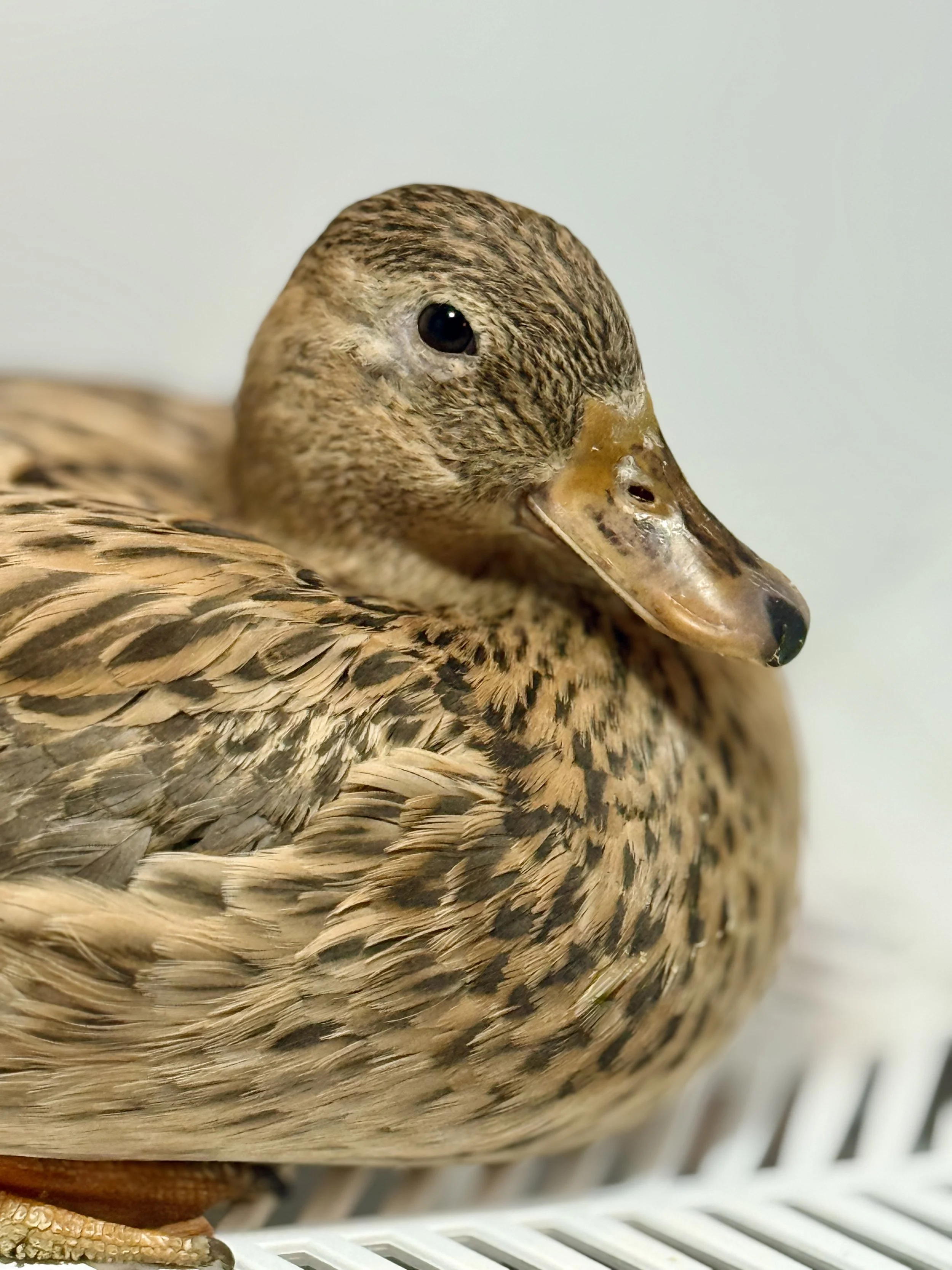 australian spotted duck