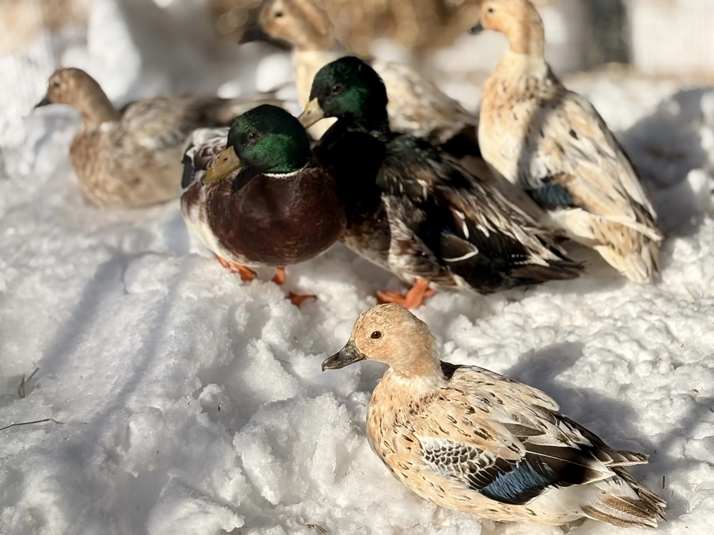 Mini Silver Appleyard Ducks (The Silver Bantam)