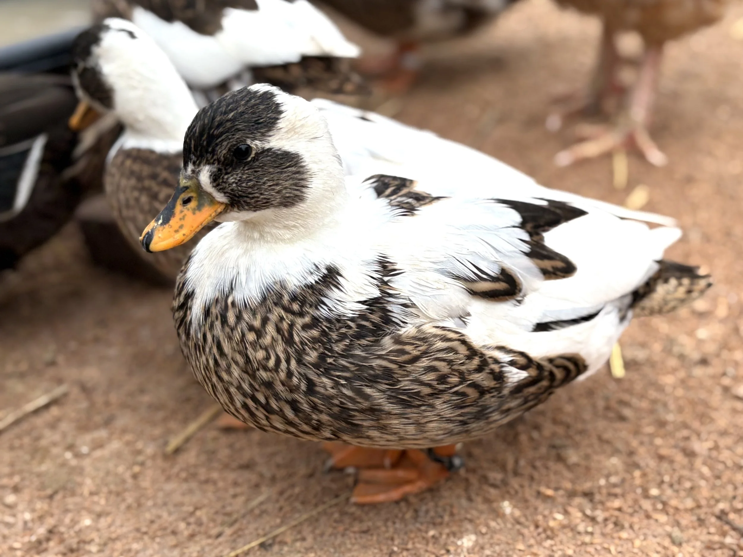 call duck pencilled tiny.jpeg