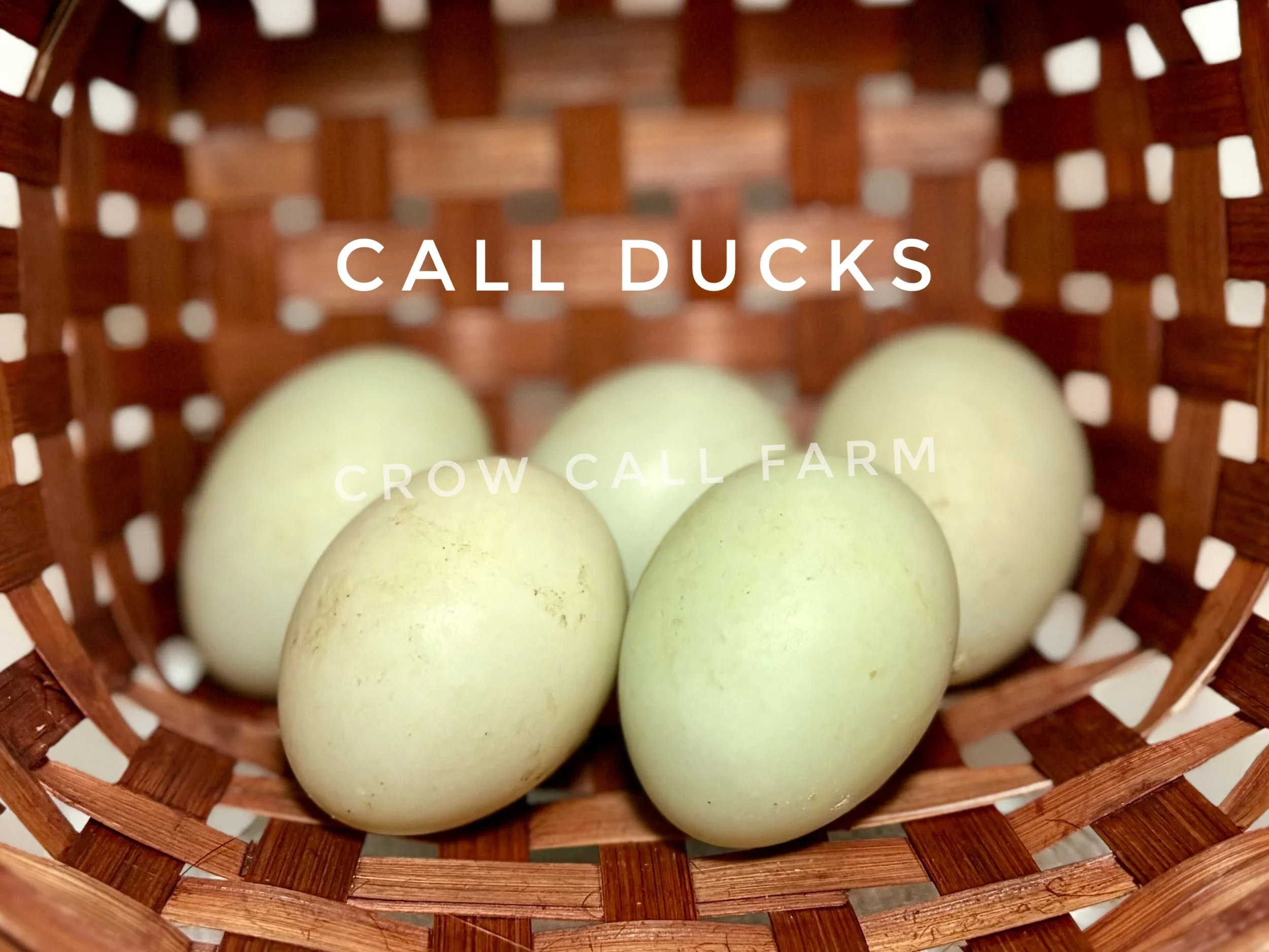 HATCHING EGGS: Call Ducks PRE-ORDER